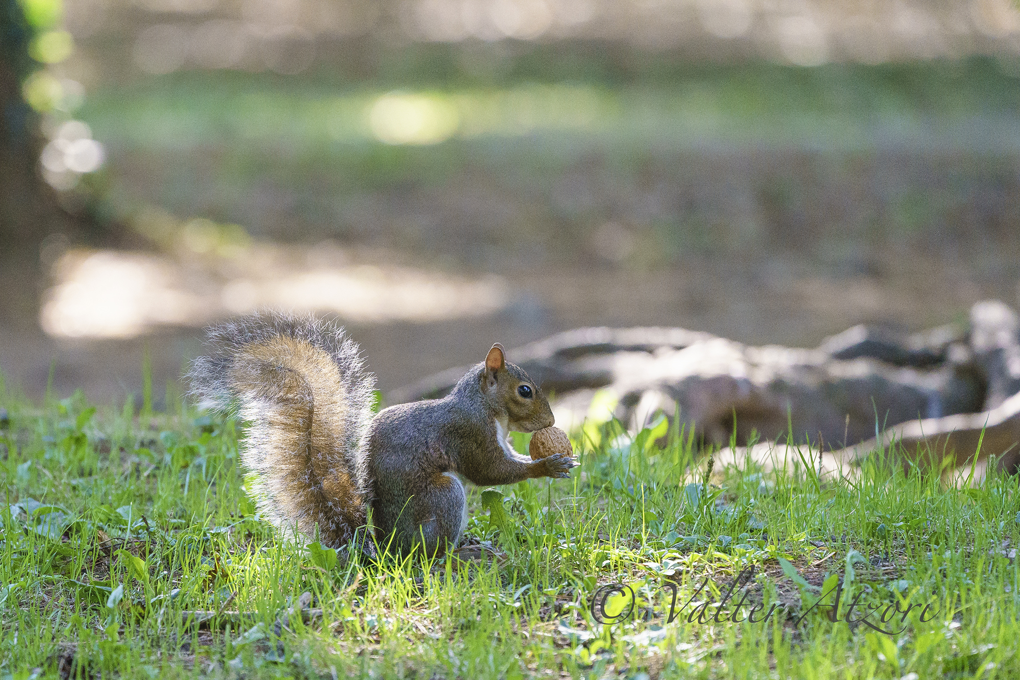Backlit squirrel