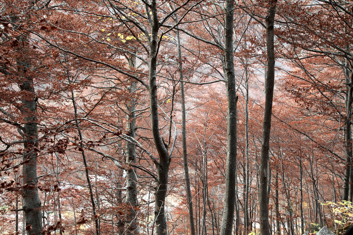 Autumn in the Alps