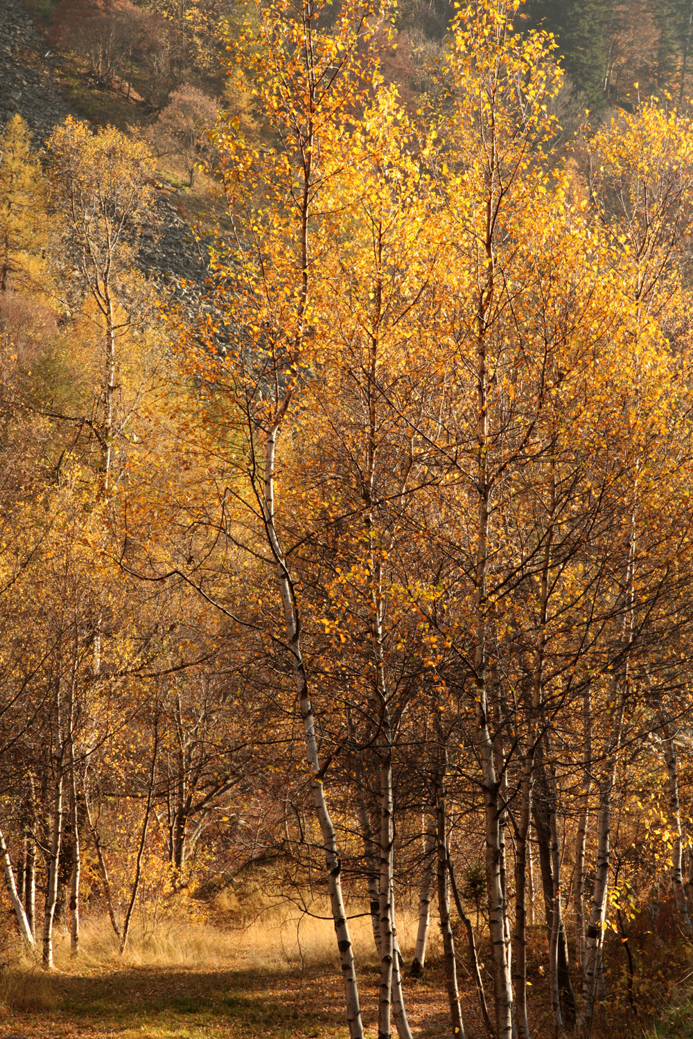 Autumn in Maritime 2