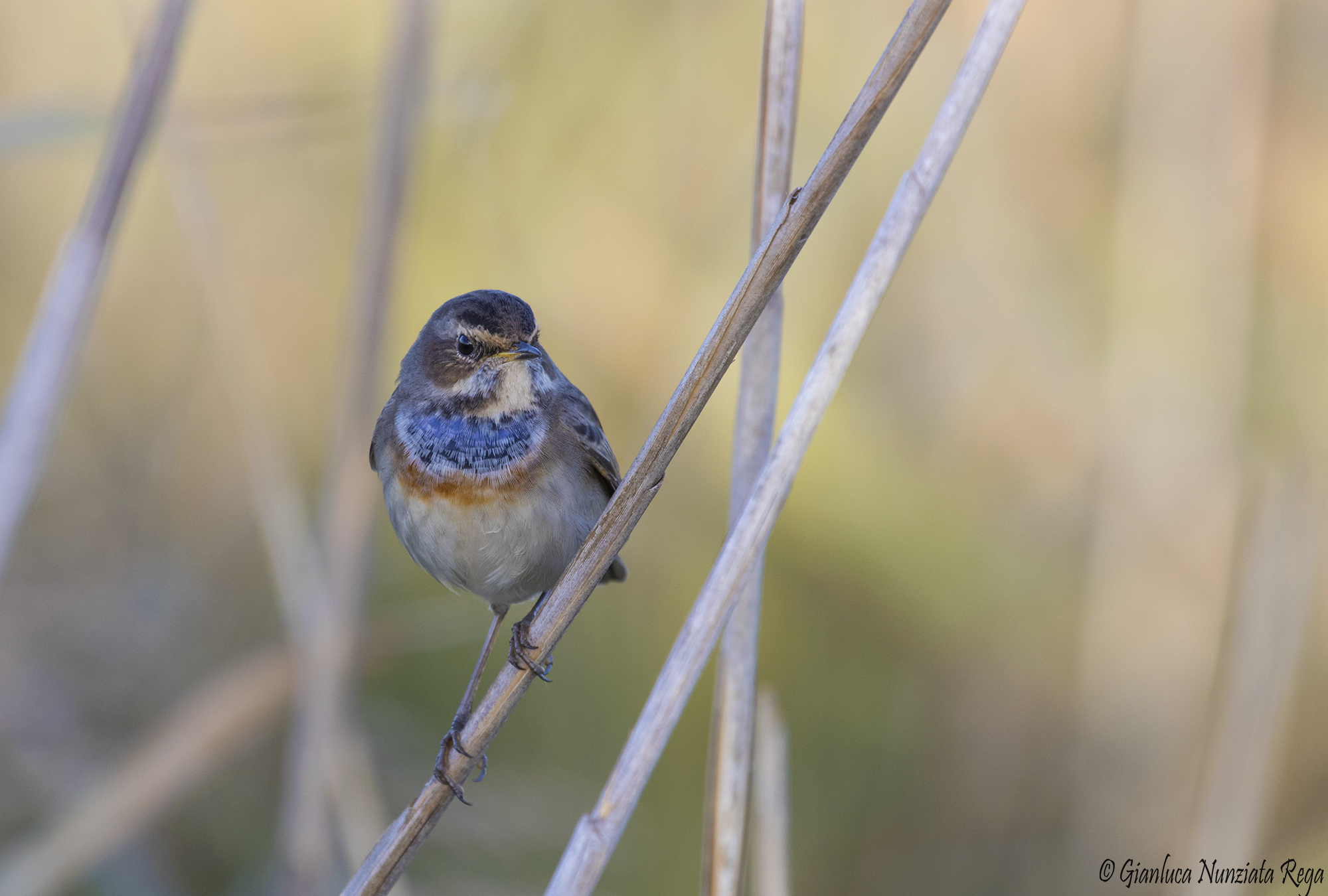 Bluethroat