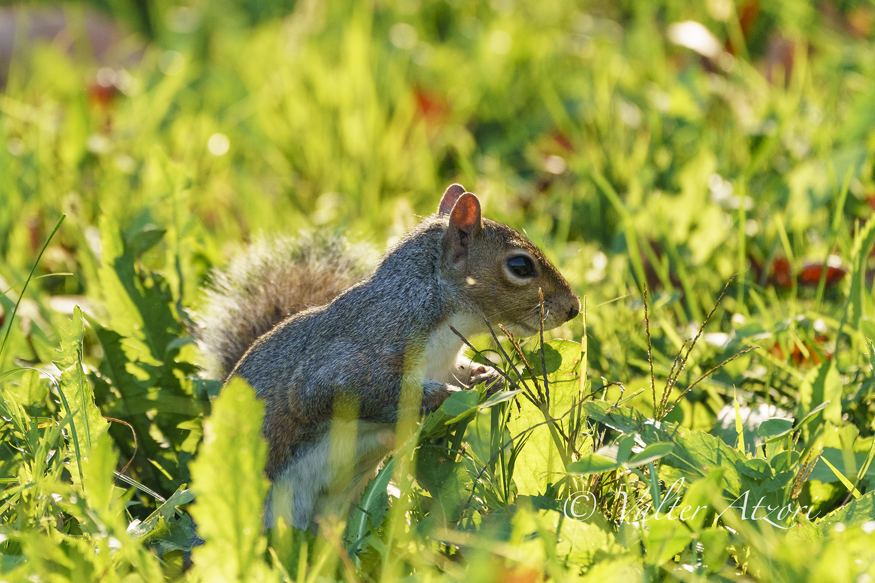Gray squirrel