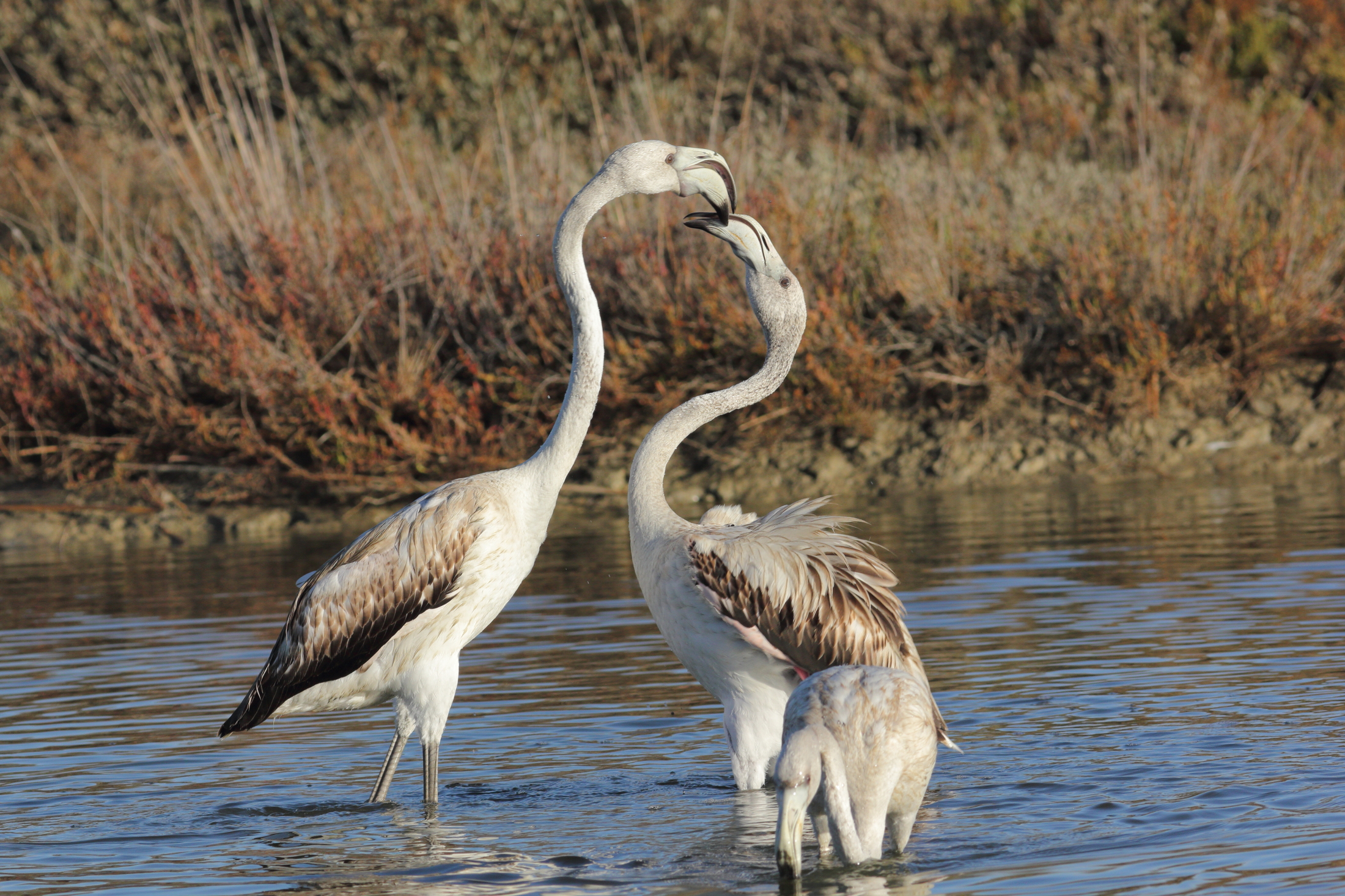 Beatles in the padule