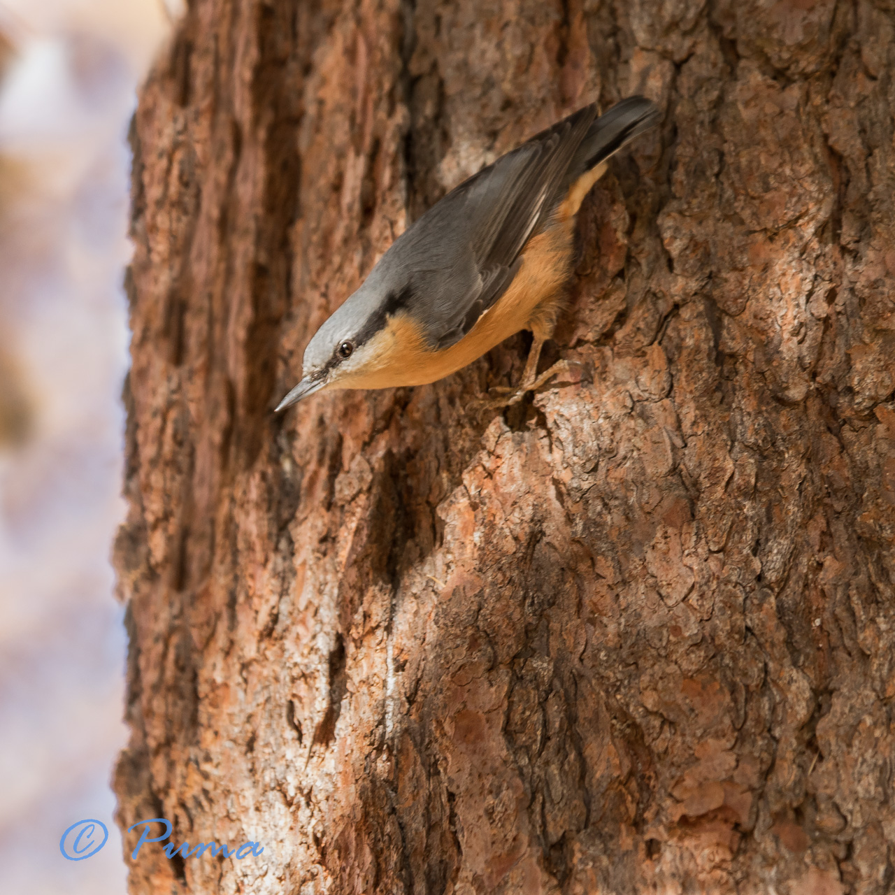 Woodpecker Bricklayer