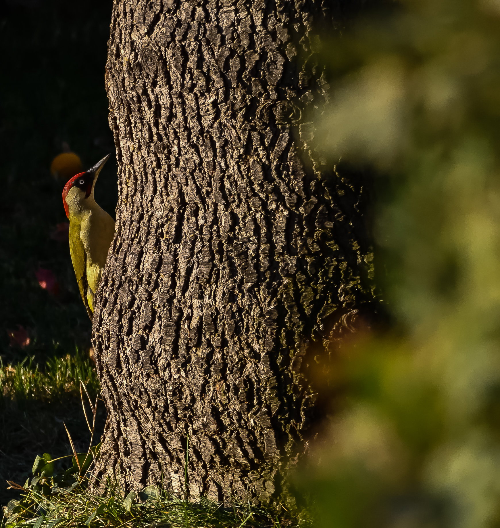 Green woodpecker