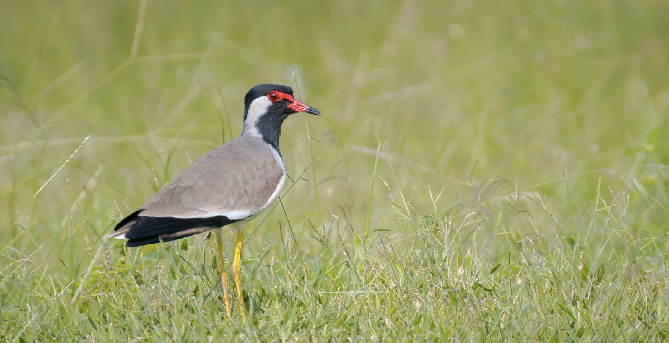 Red wattled lapwing
