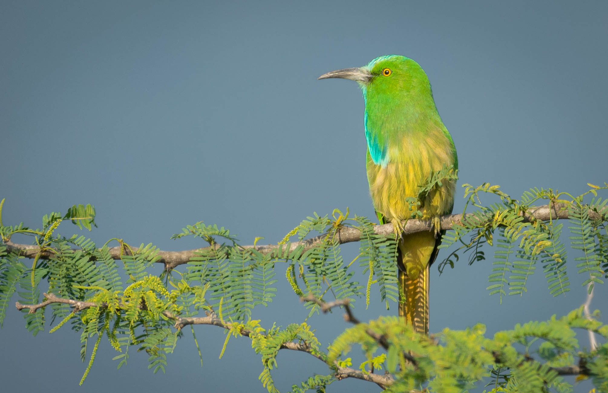 Blue-bearded bee-eater