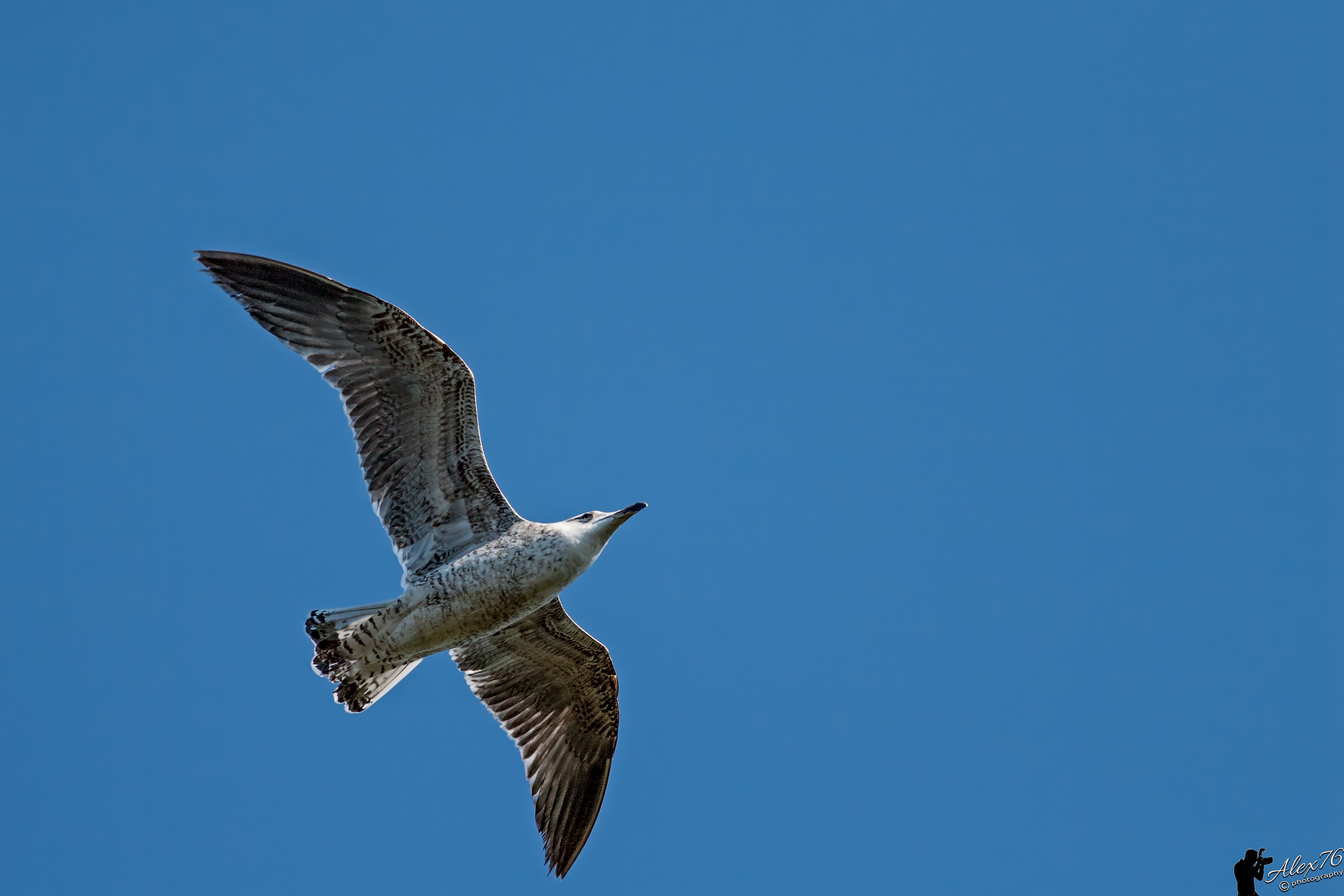 Gabbiano reale (Larus michahellis)