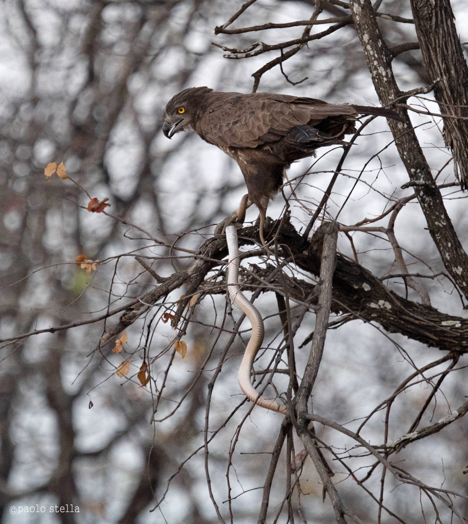 Brown snake eagle & spitting cobra