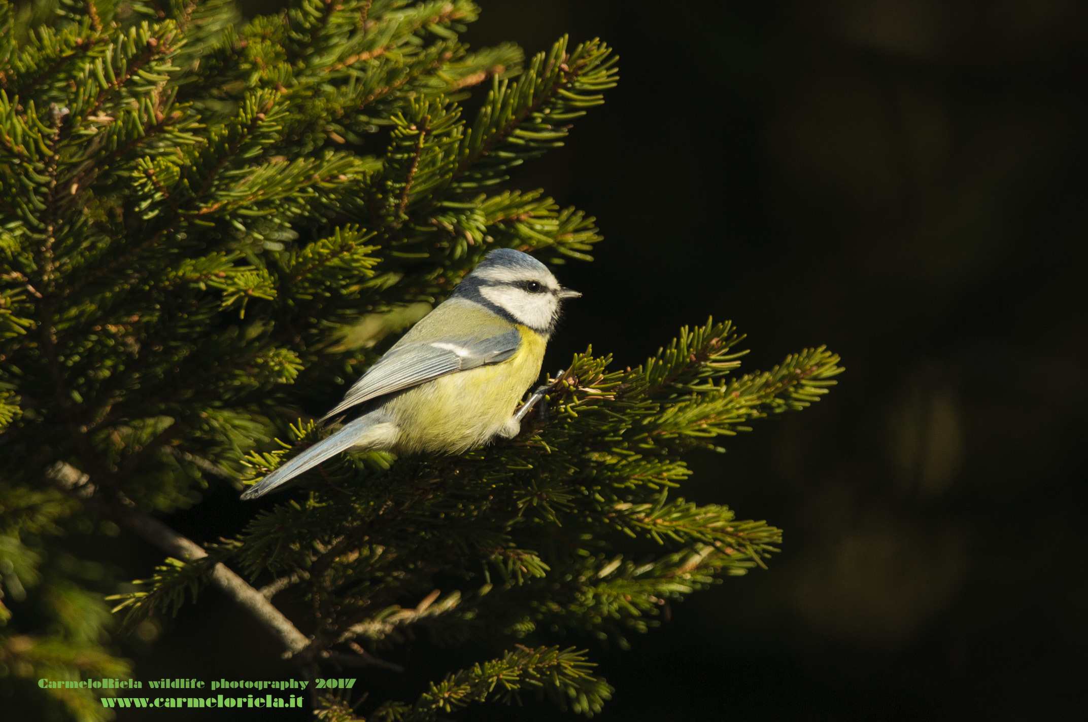 Cinciarella,Monte Zugna.