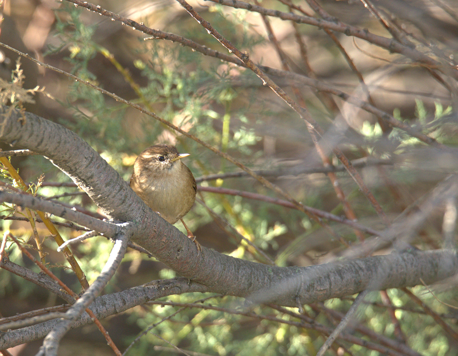 Wren