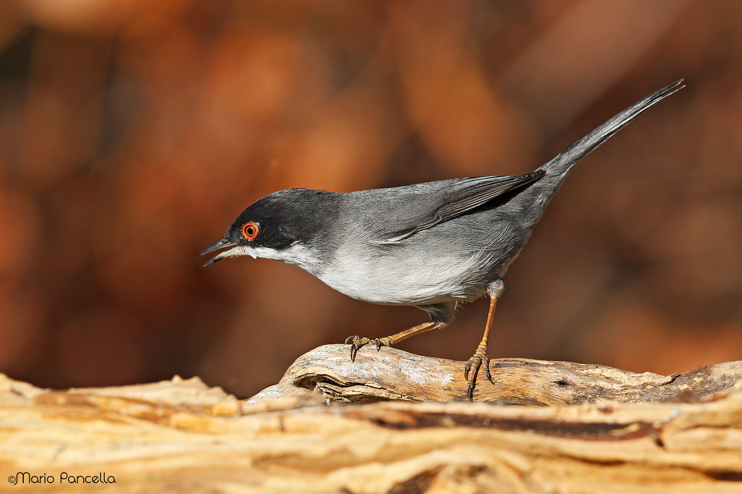 Occhiocotto -Sylvia melanocephala