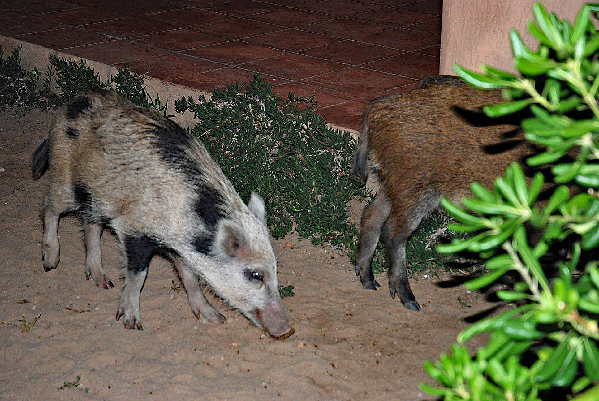 Costa Paradiso (roommates)