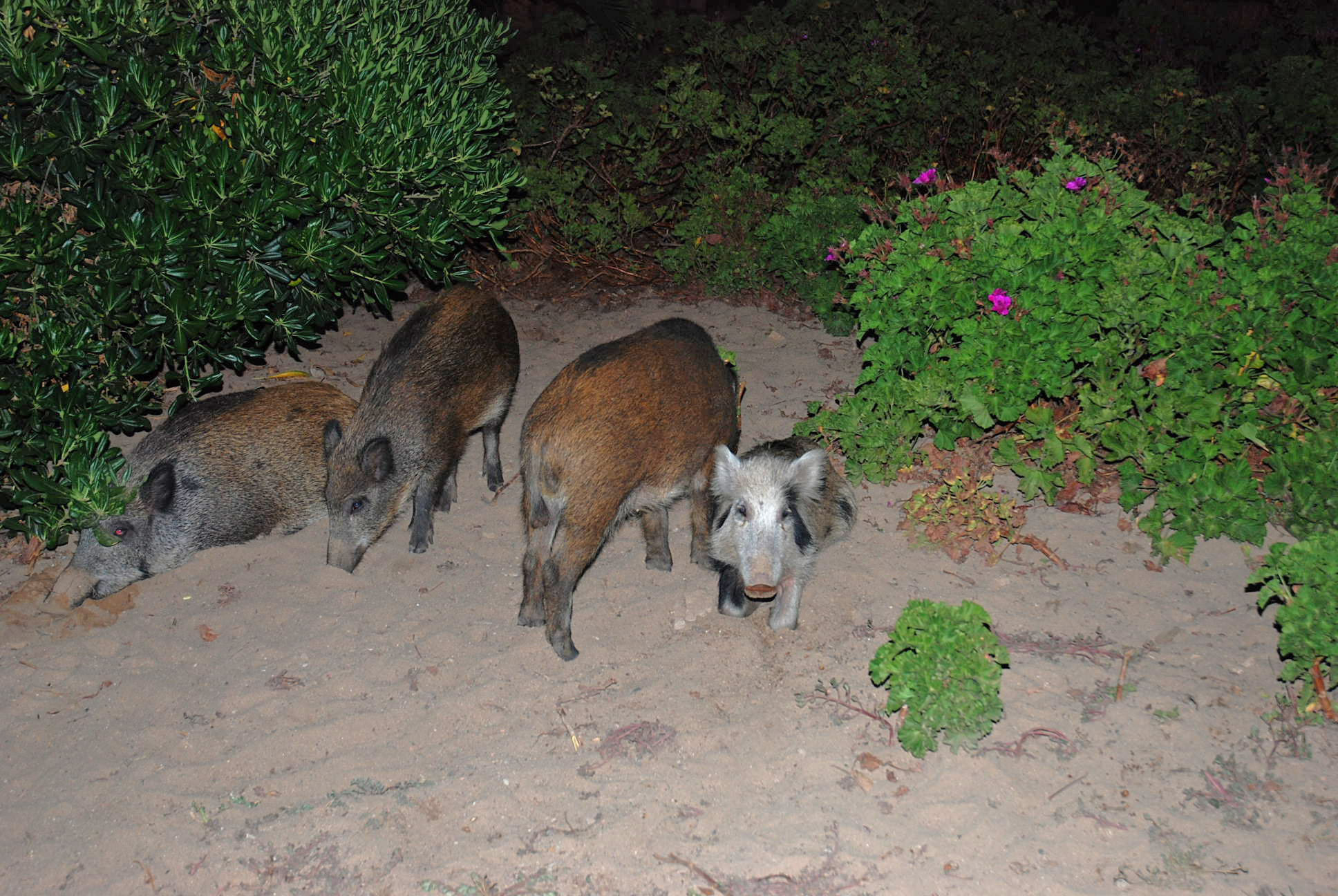 Costa Paradiso - Tonight we are in four