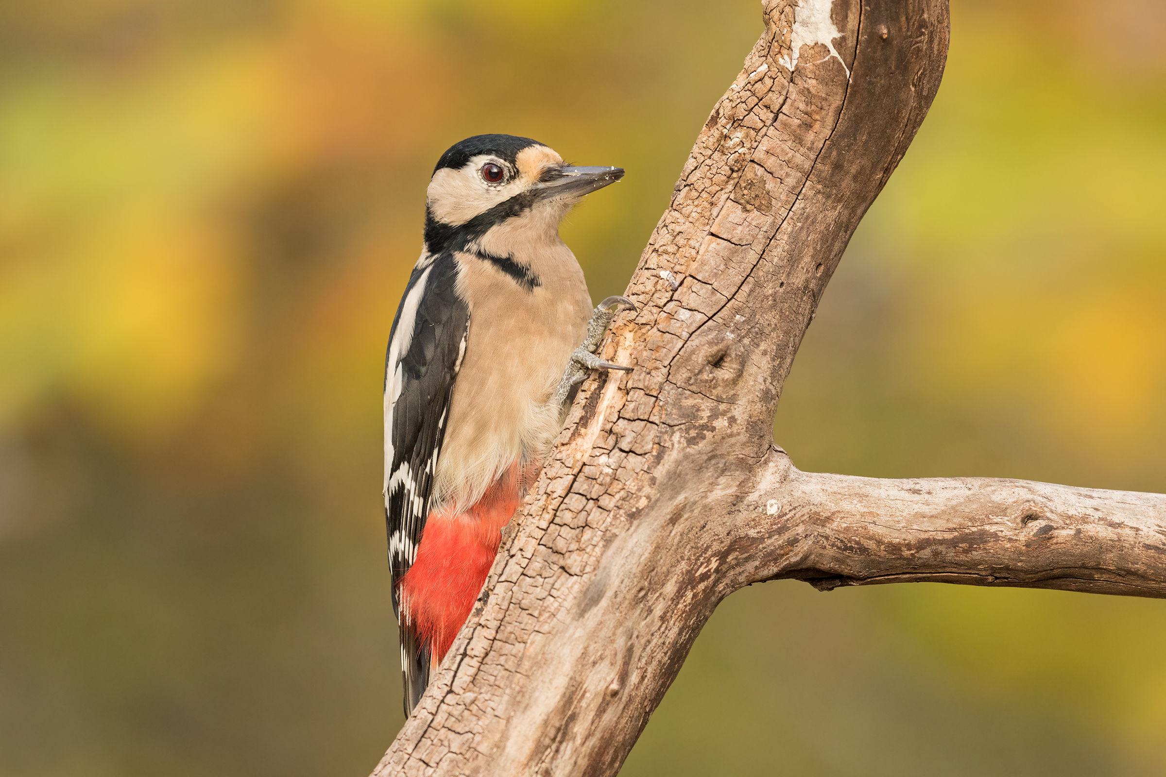 Big red woodpecker