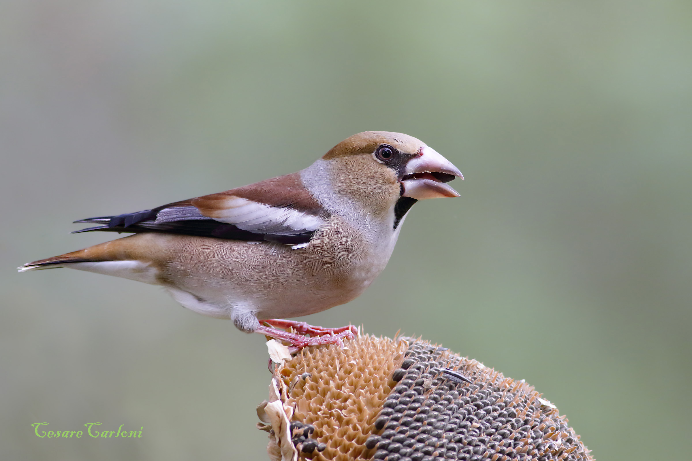 frosone (coccothraustes coccothraustes)