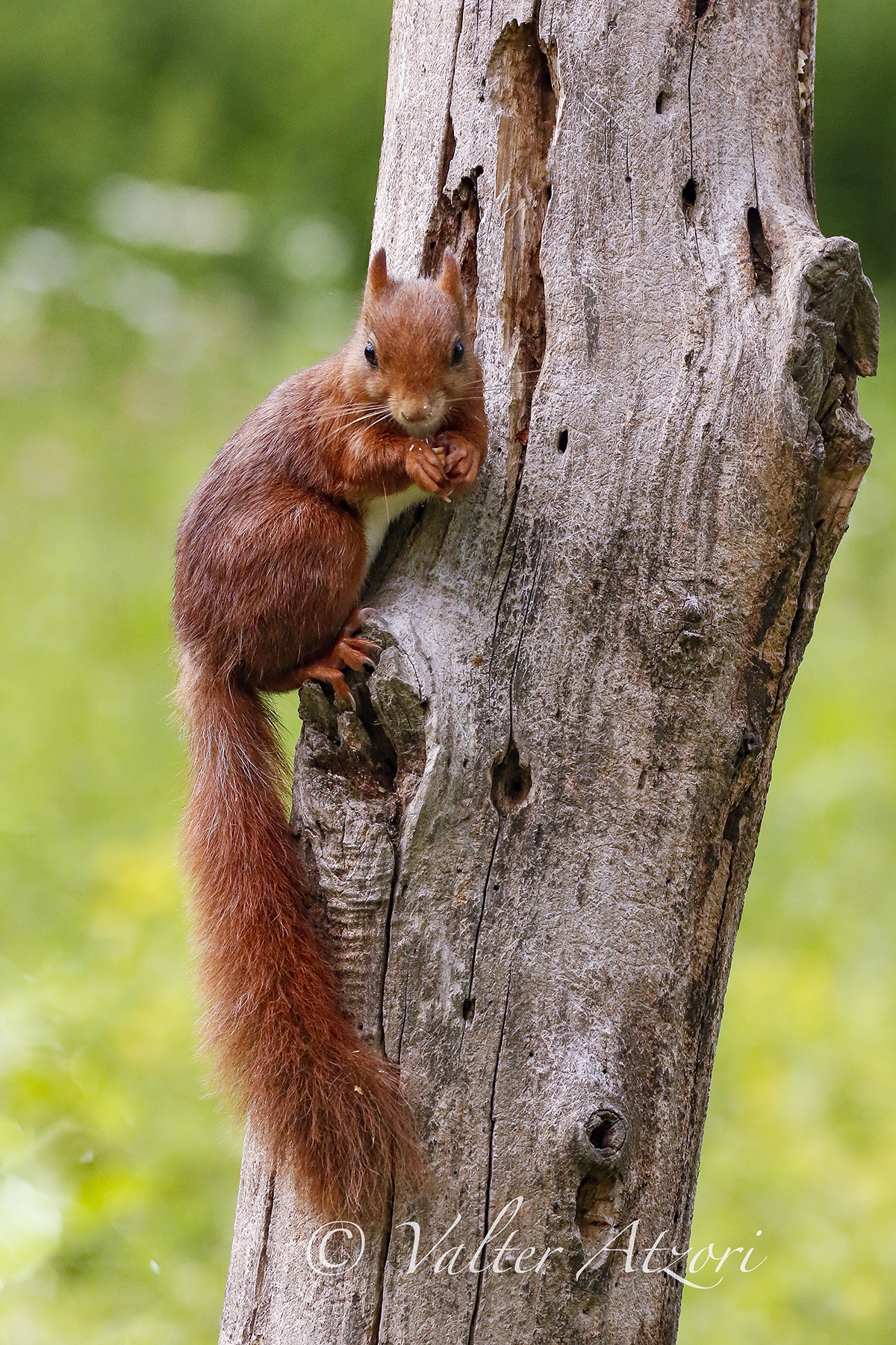 Red squirrel