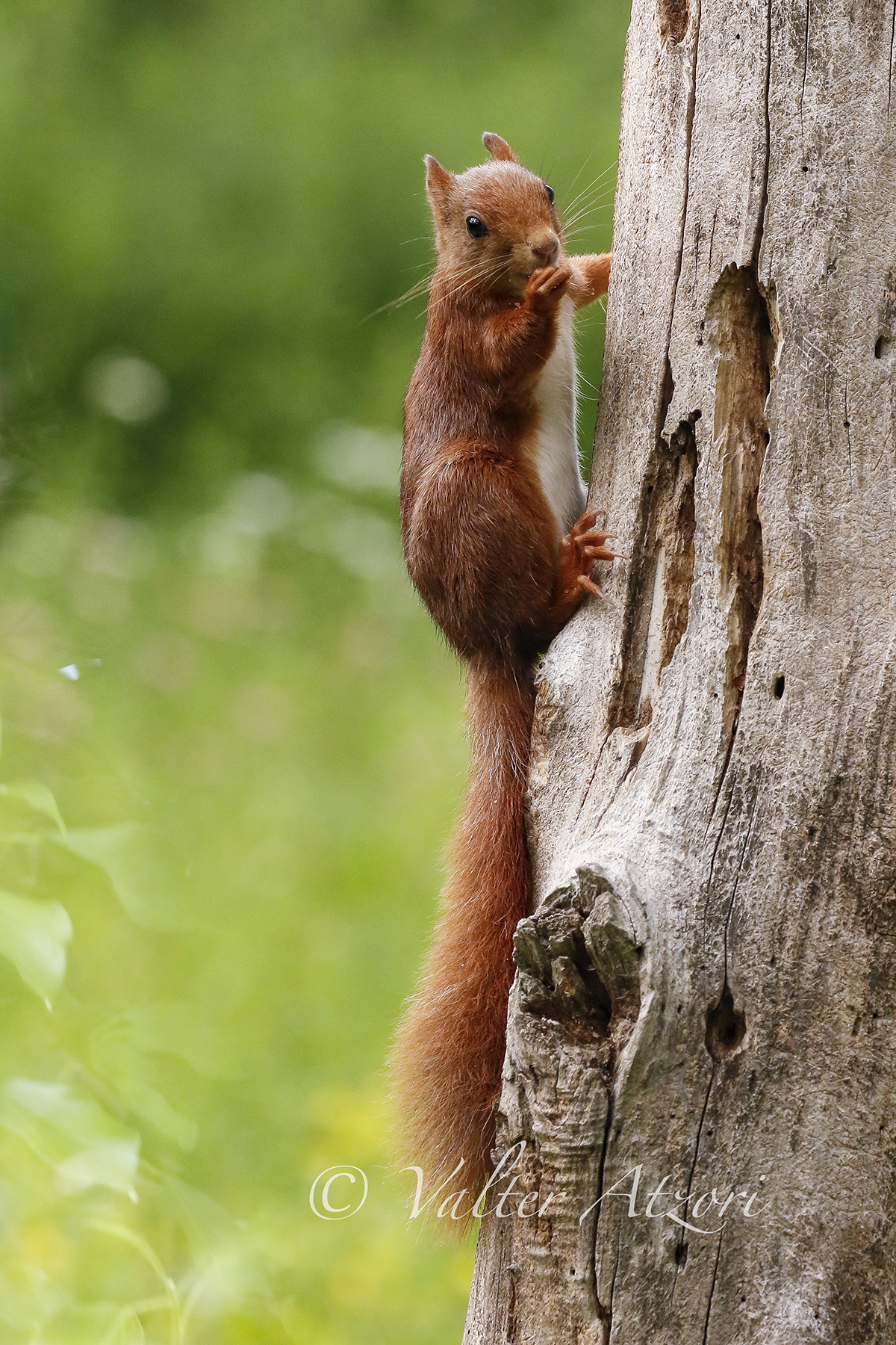 Red squirrel