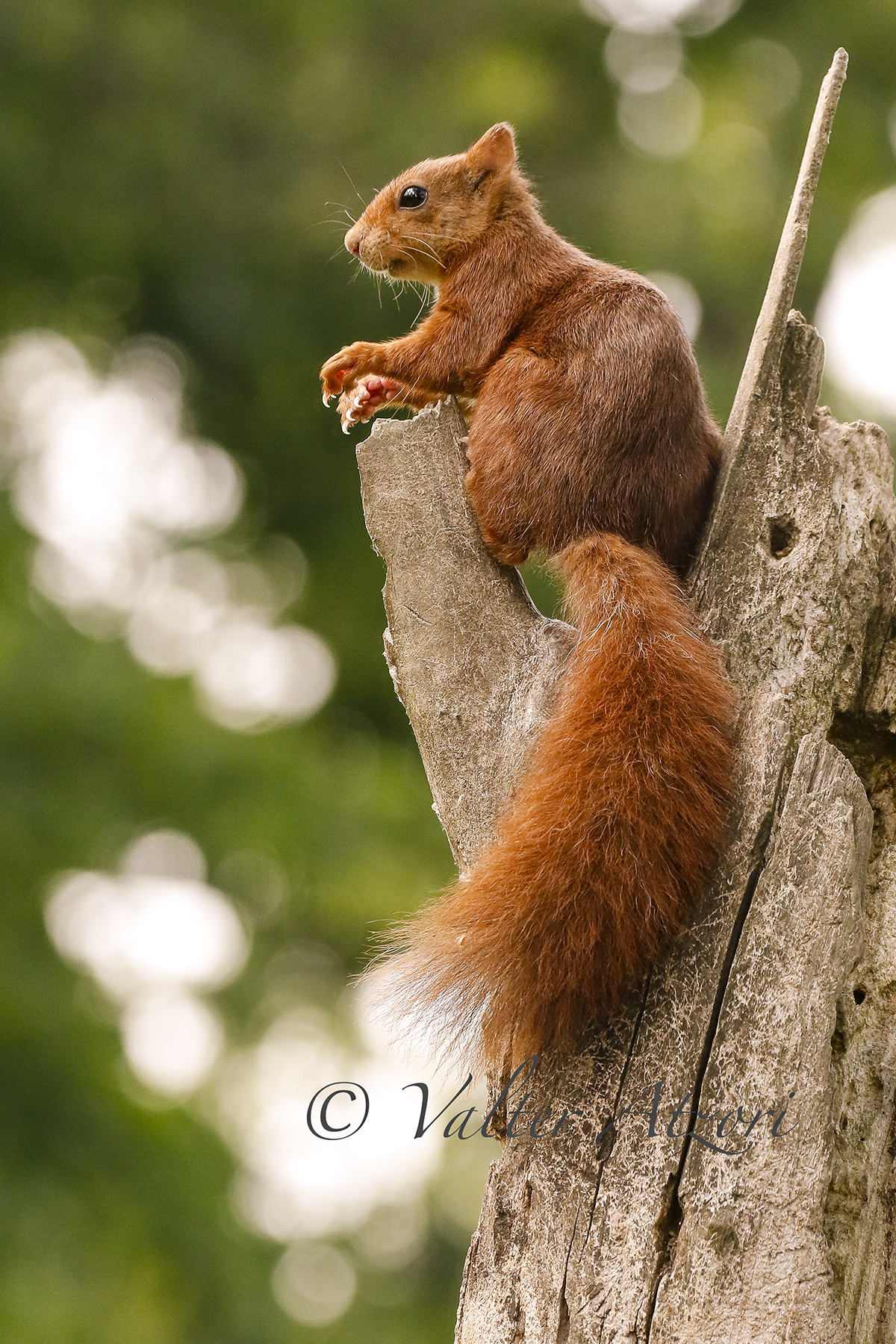 Red squirrel