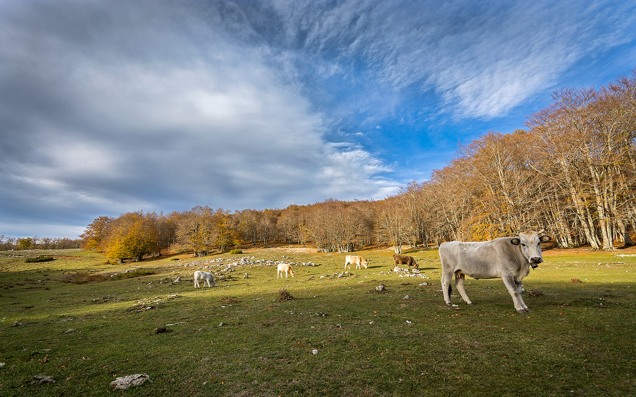 Cows grazing