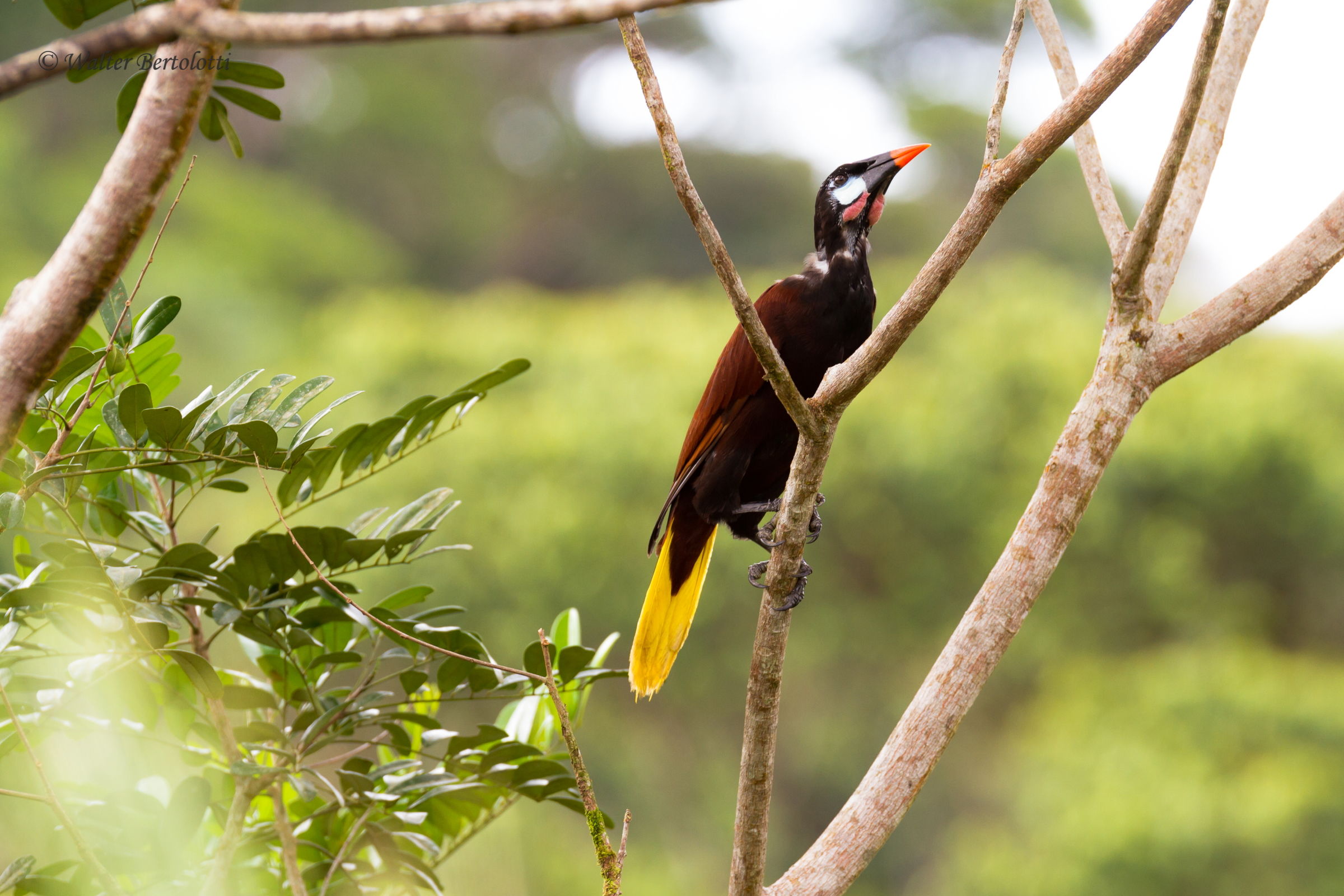 Psarocolius montezuma