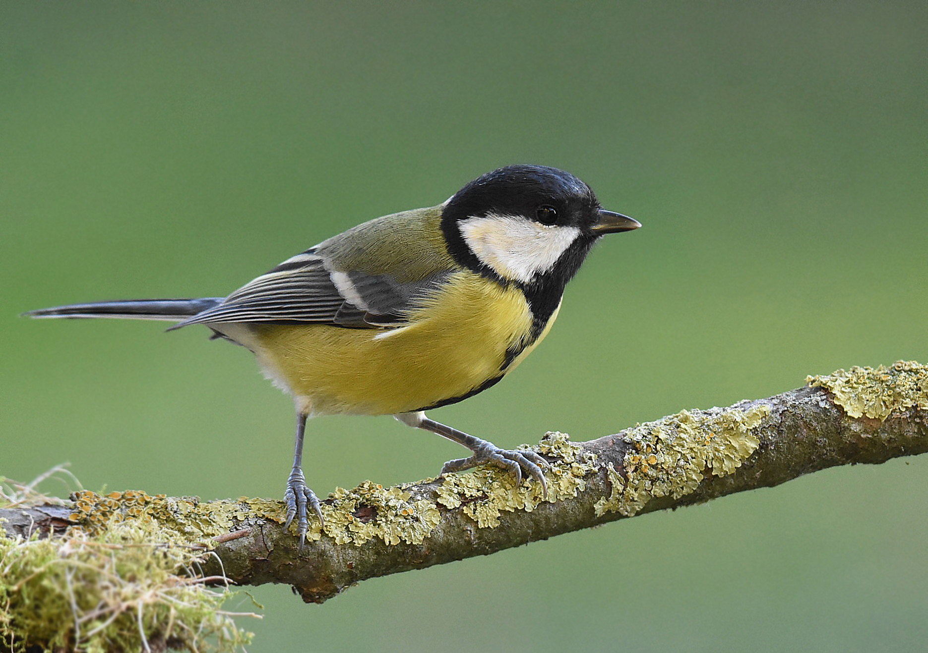 titmouse