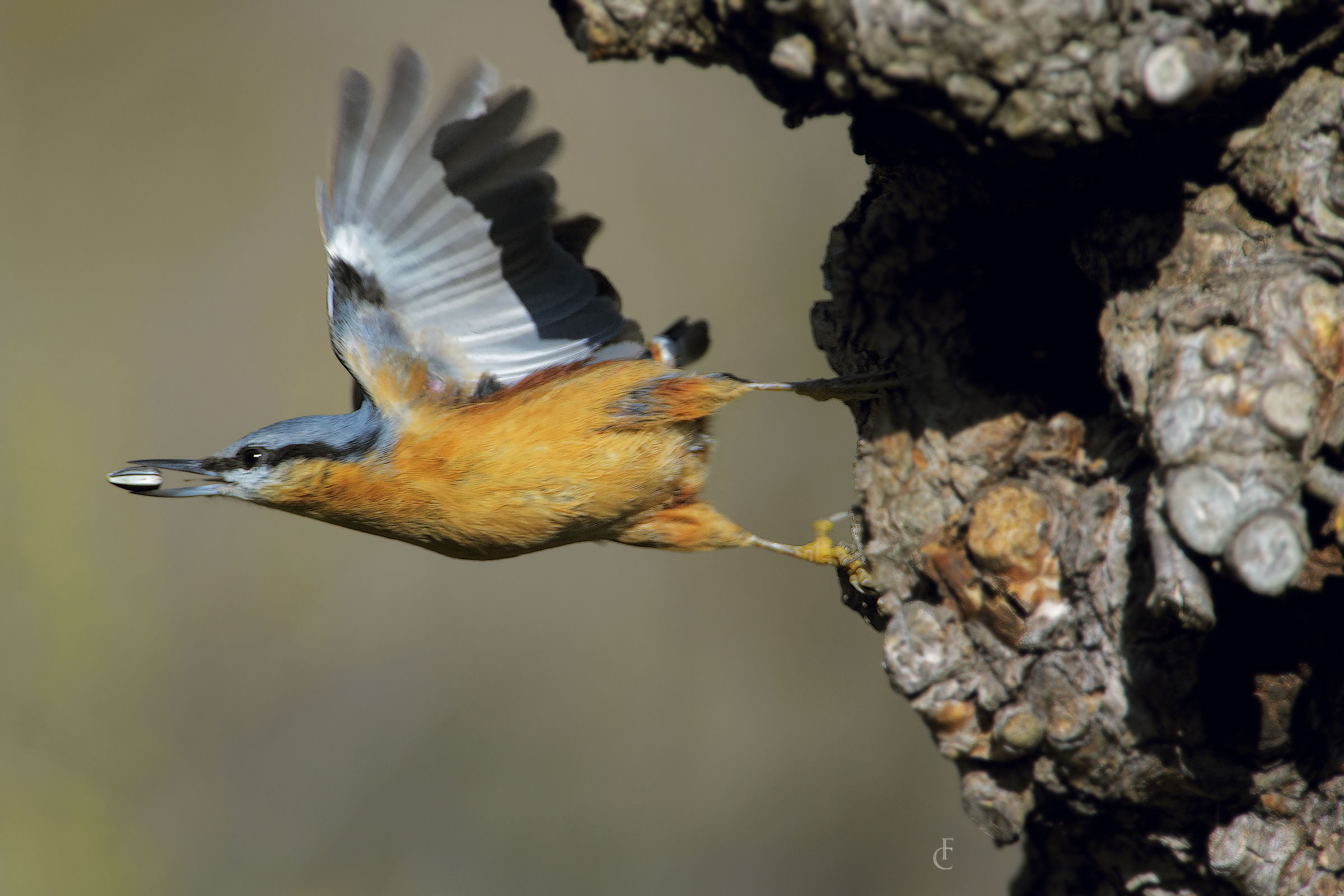 Woodpecker Bricklayer