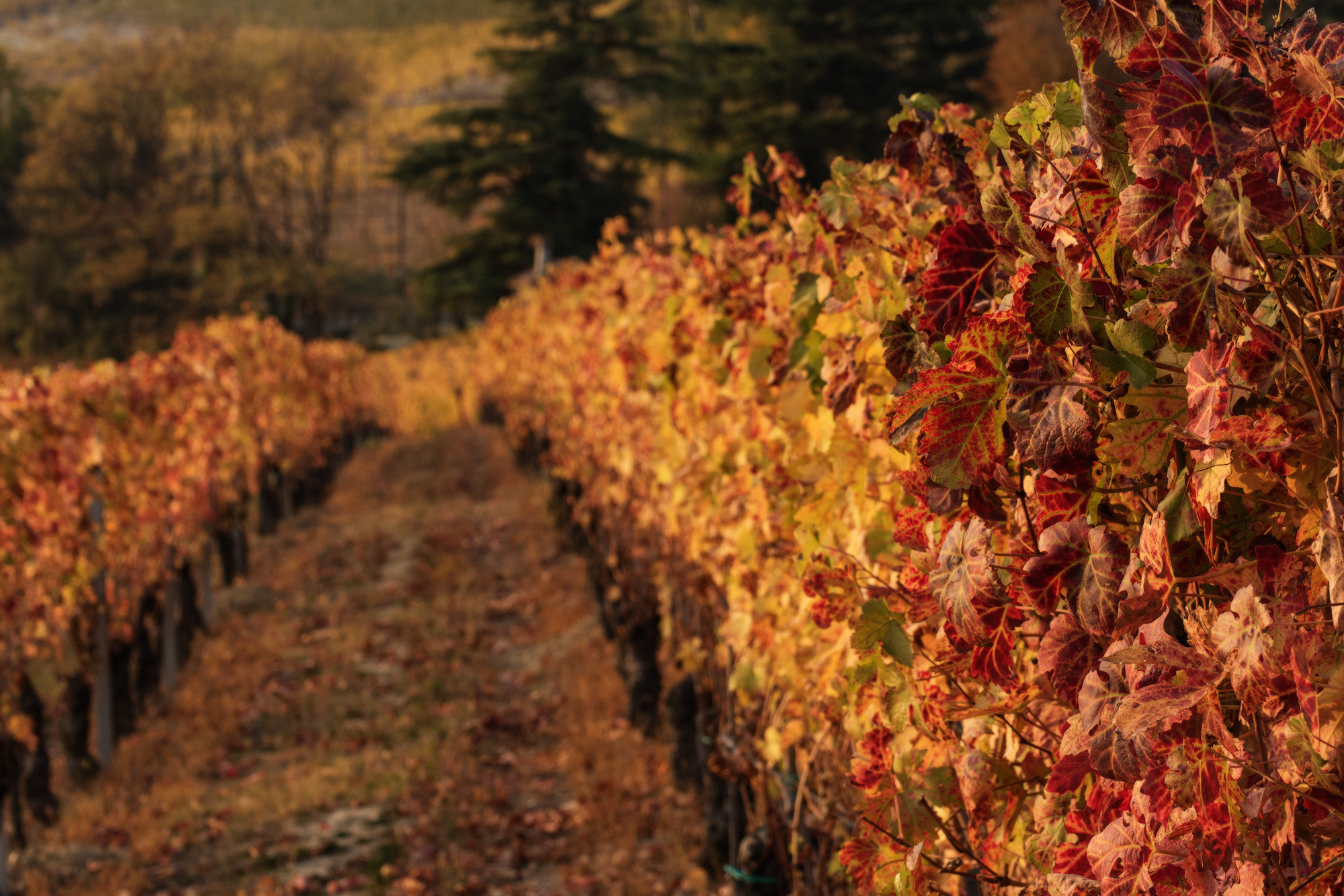 autumn vineyards