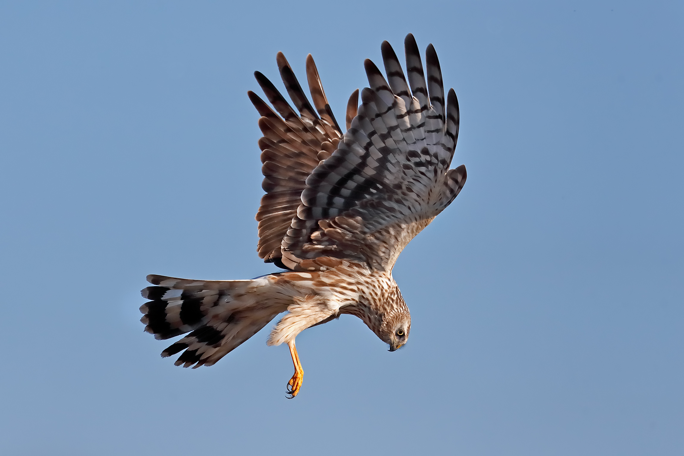 Albanella reale a caccia