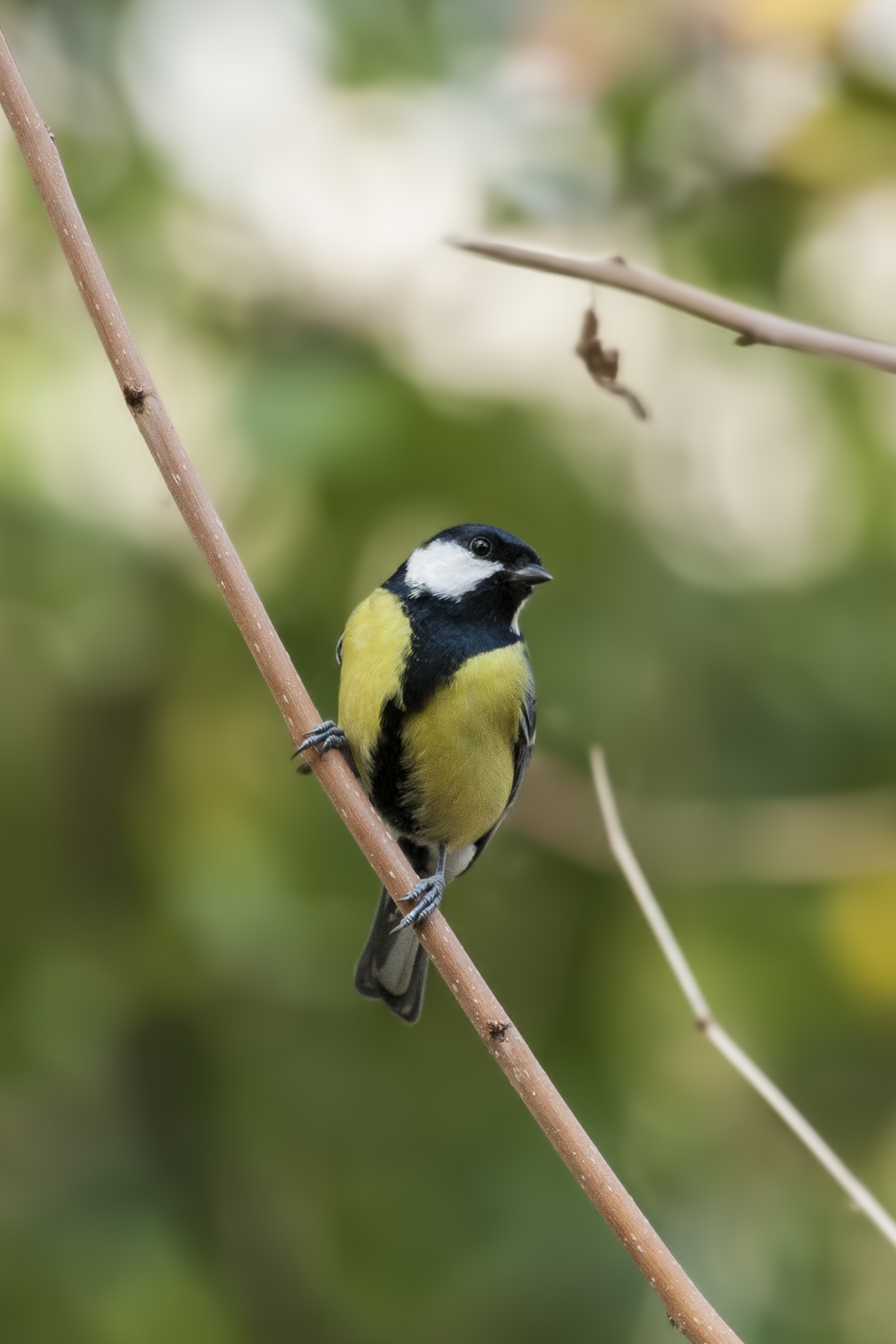 Great Tit