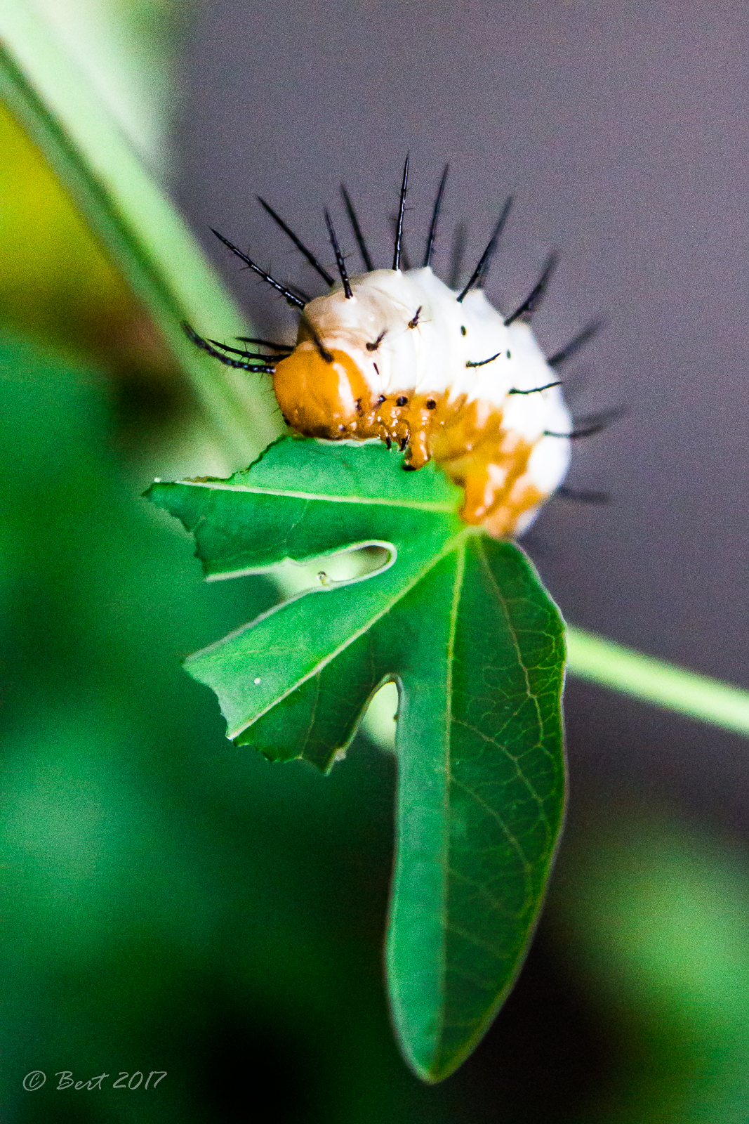 We are all caterpillars before we become butterflies !!