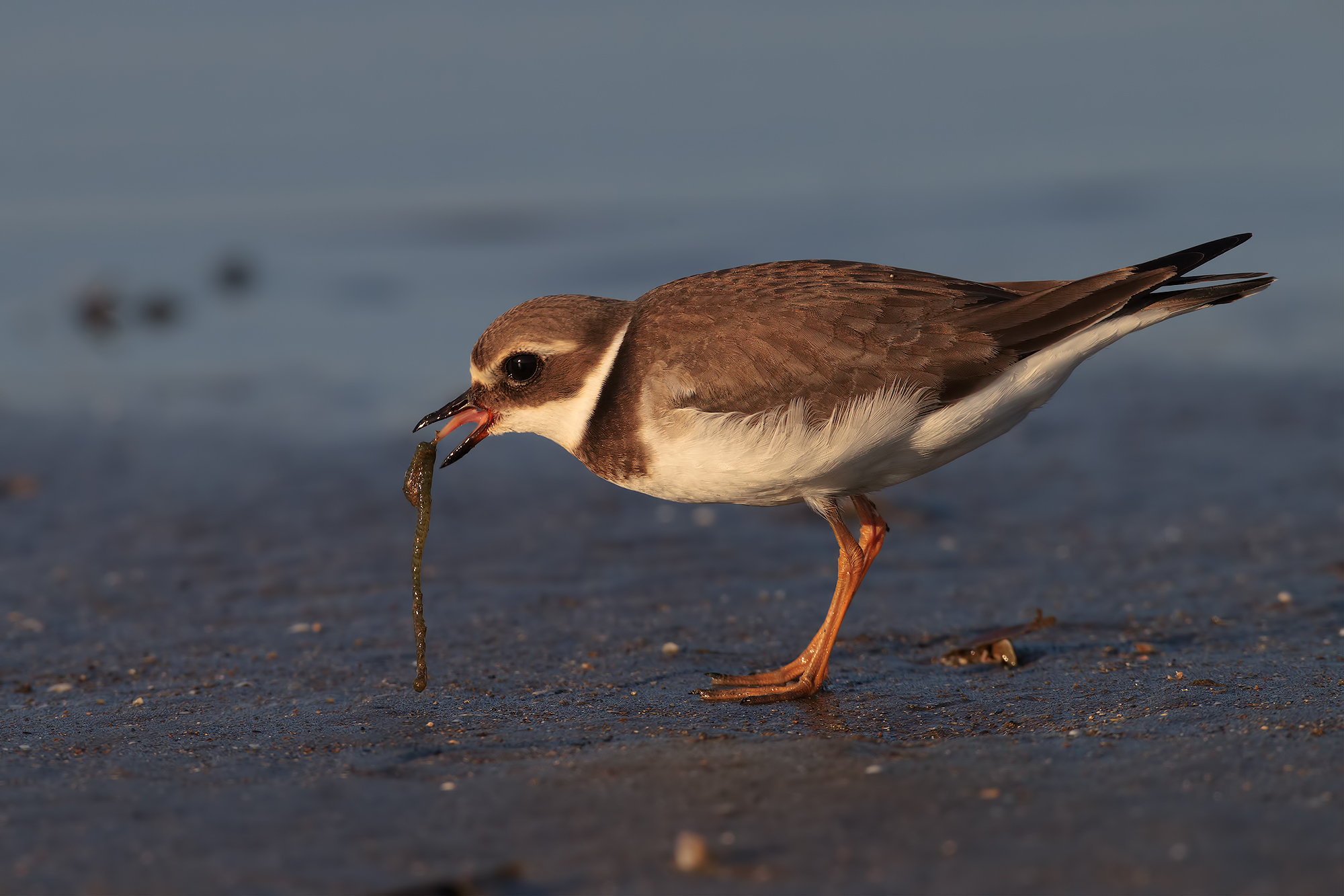 courier and big ......... his breakfast
