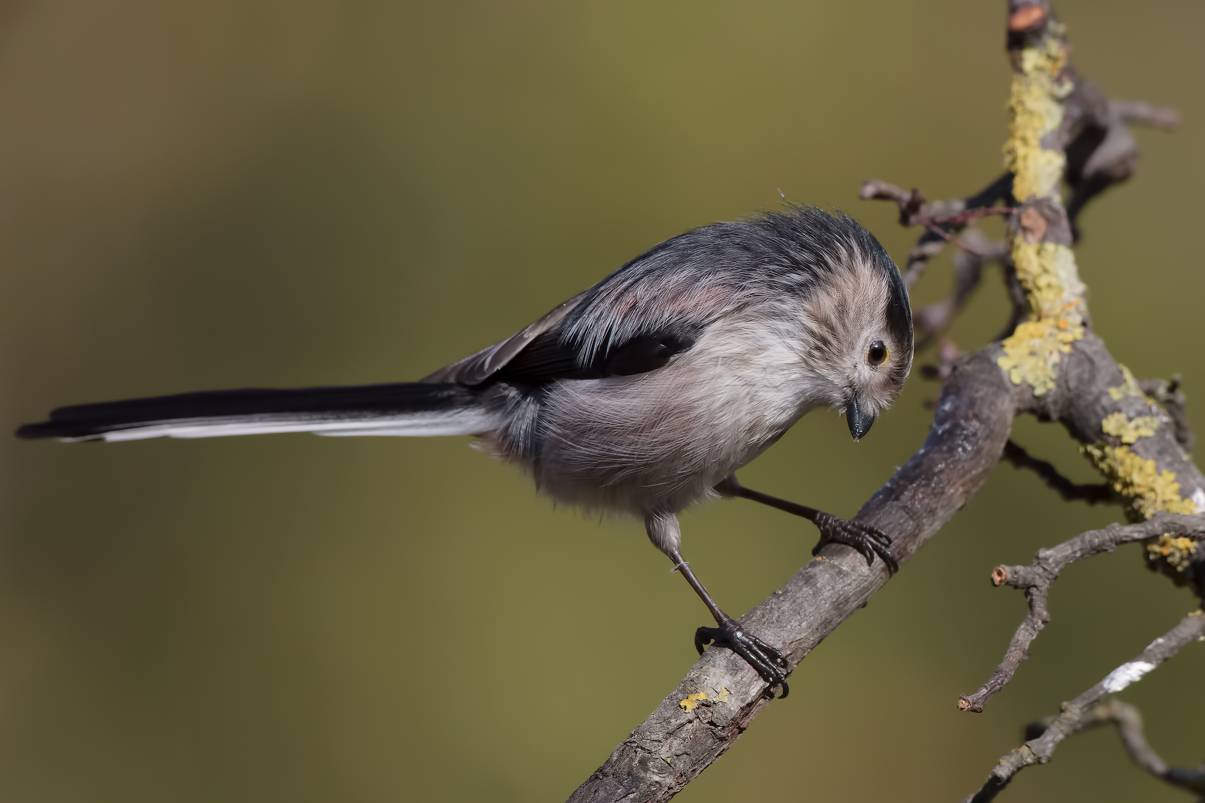 Long-tailed Tit