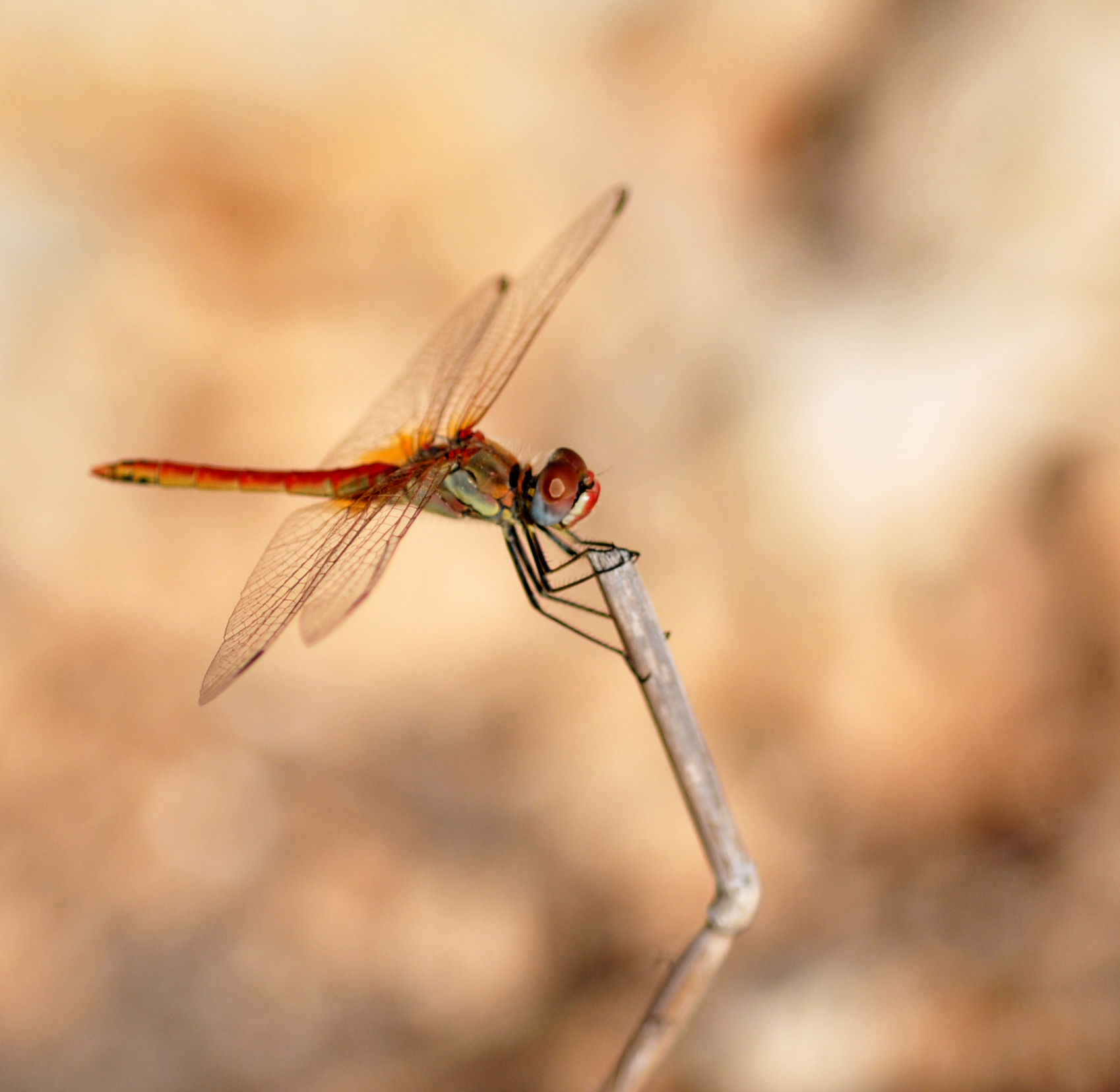 Libellula