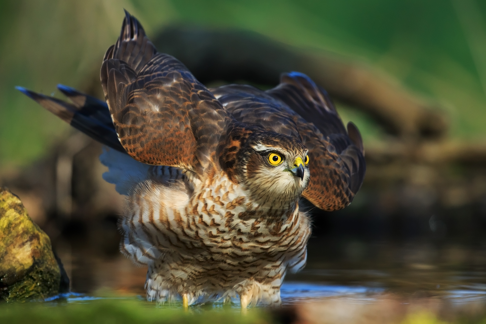 In defensive position