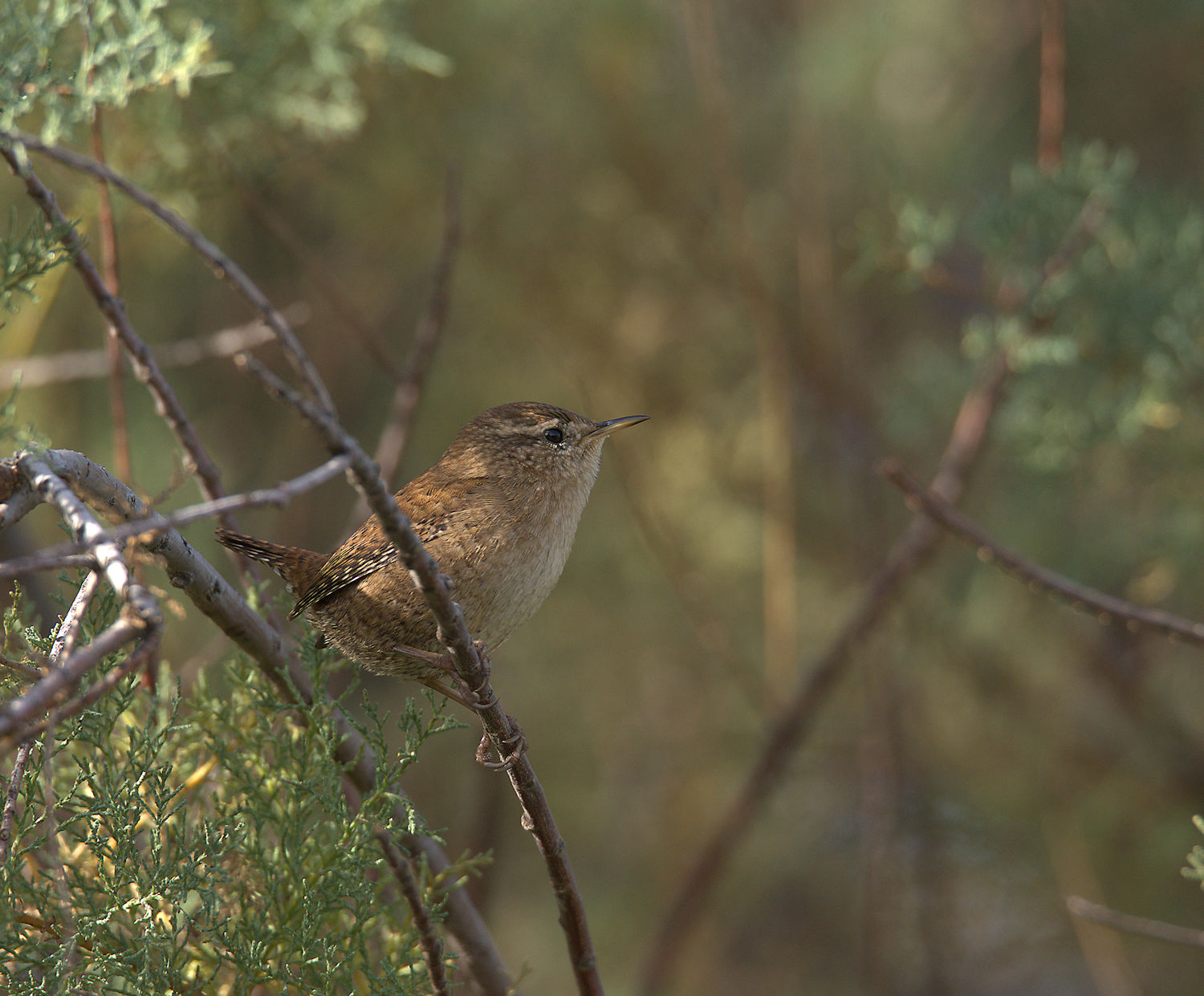 Wren
