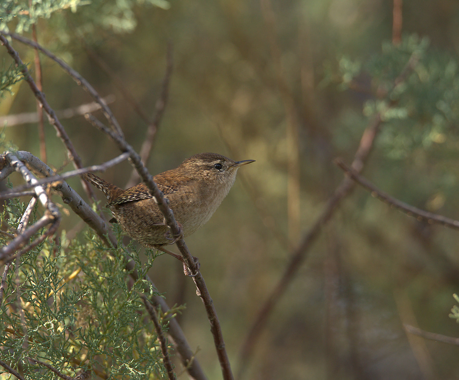 Wren