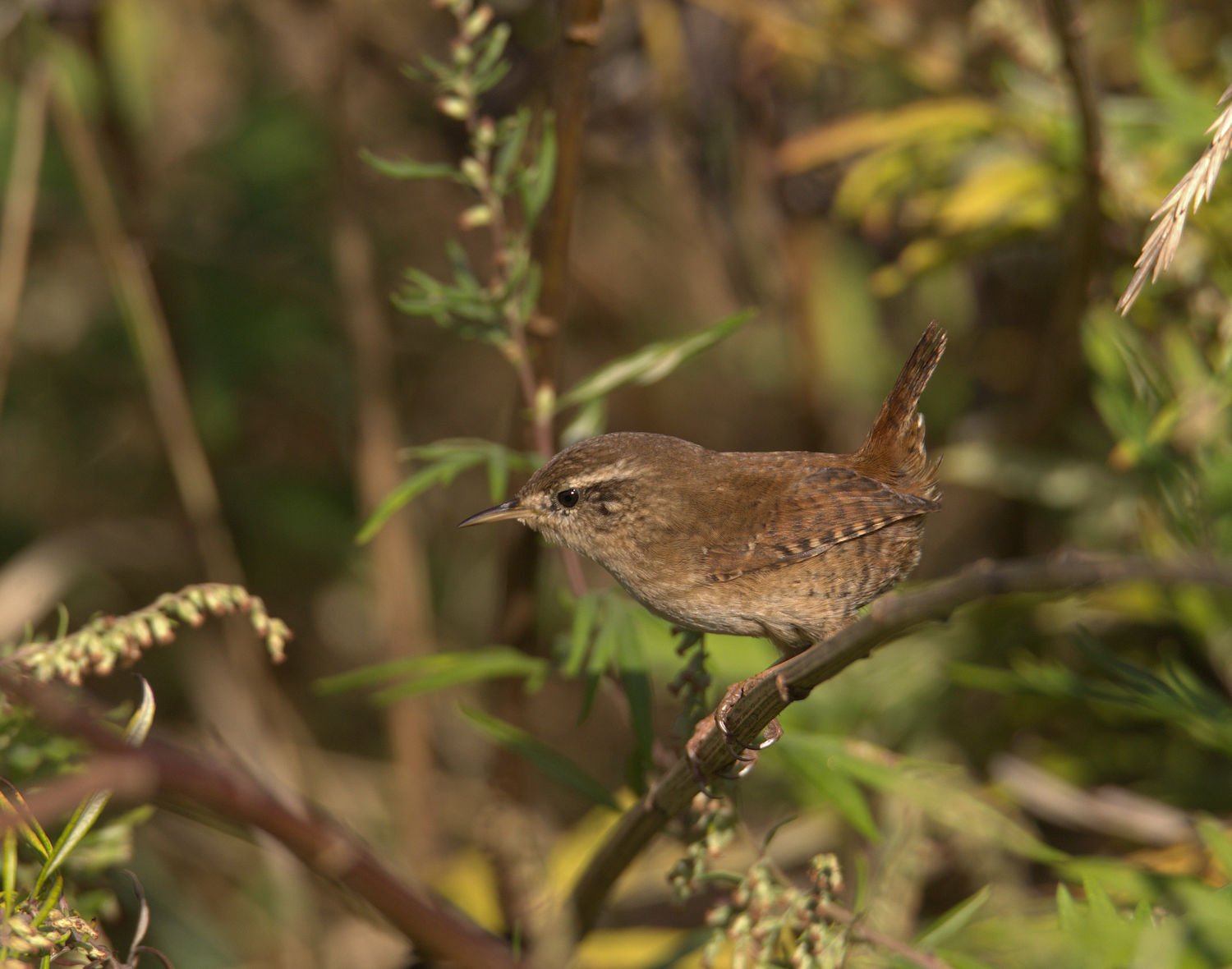 Wren