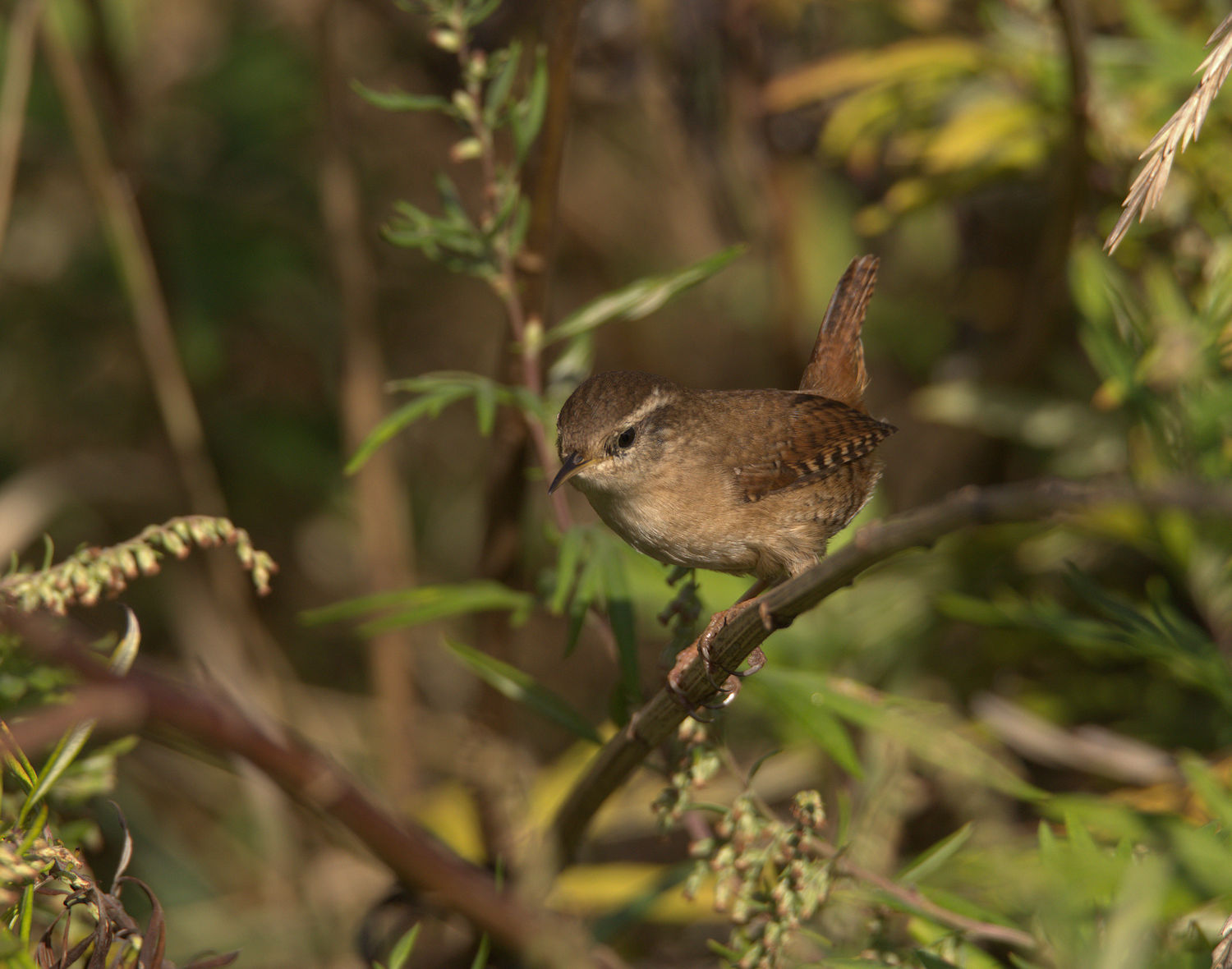 Wren