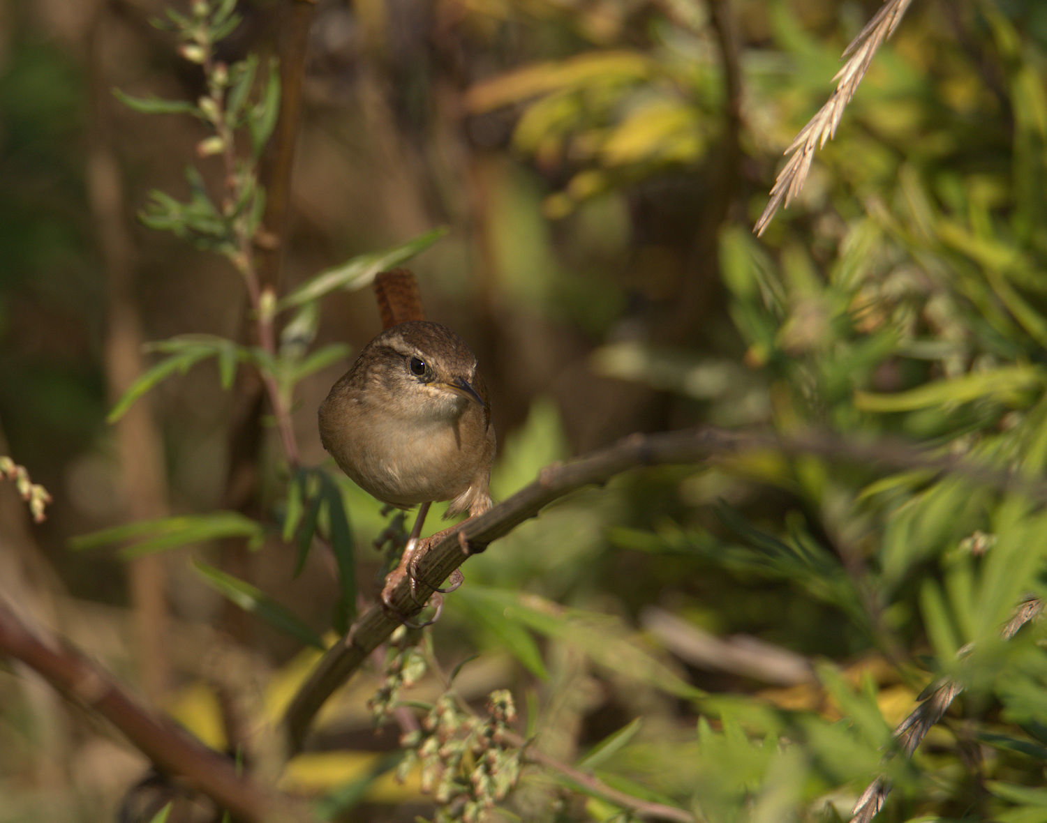 Wren