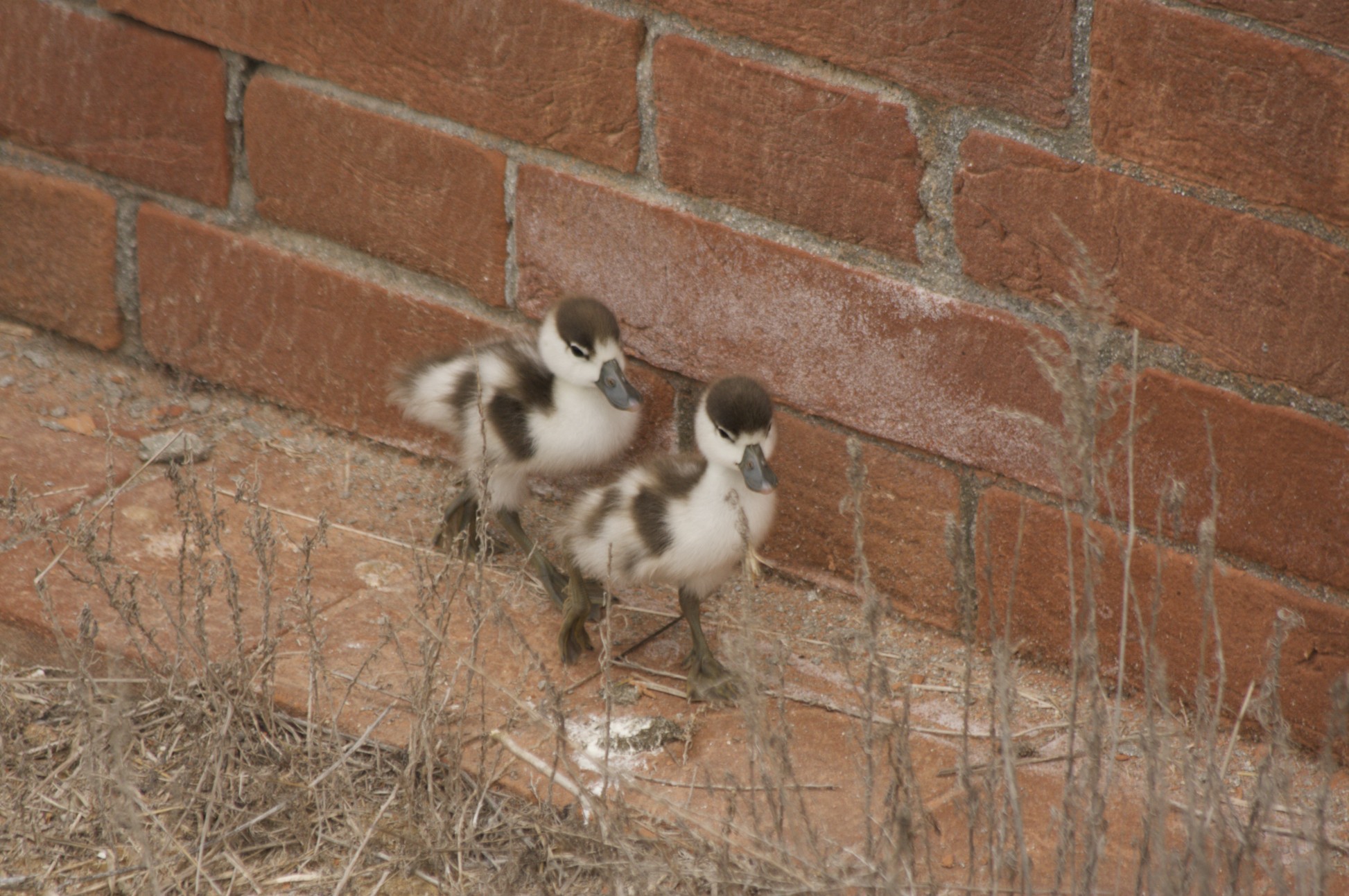 Shelduck in flight ......