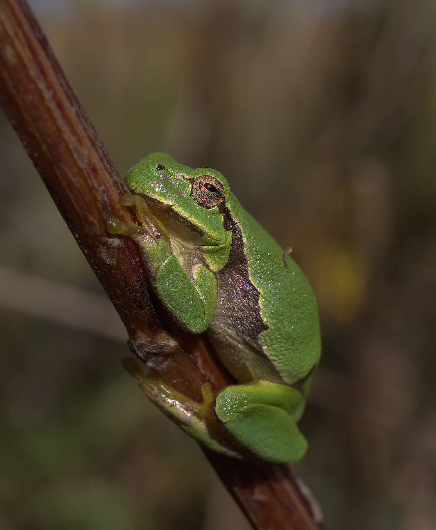 Tree Frog