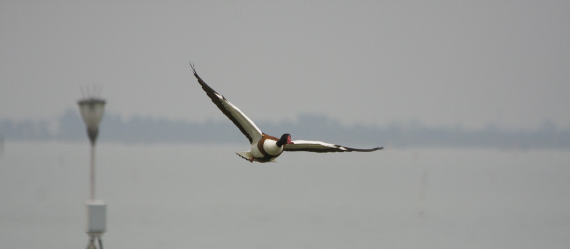 Shelduck in the lagoon