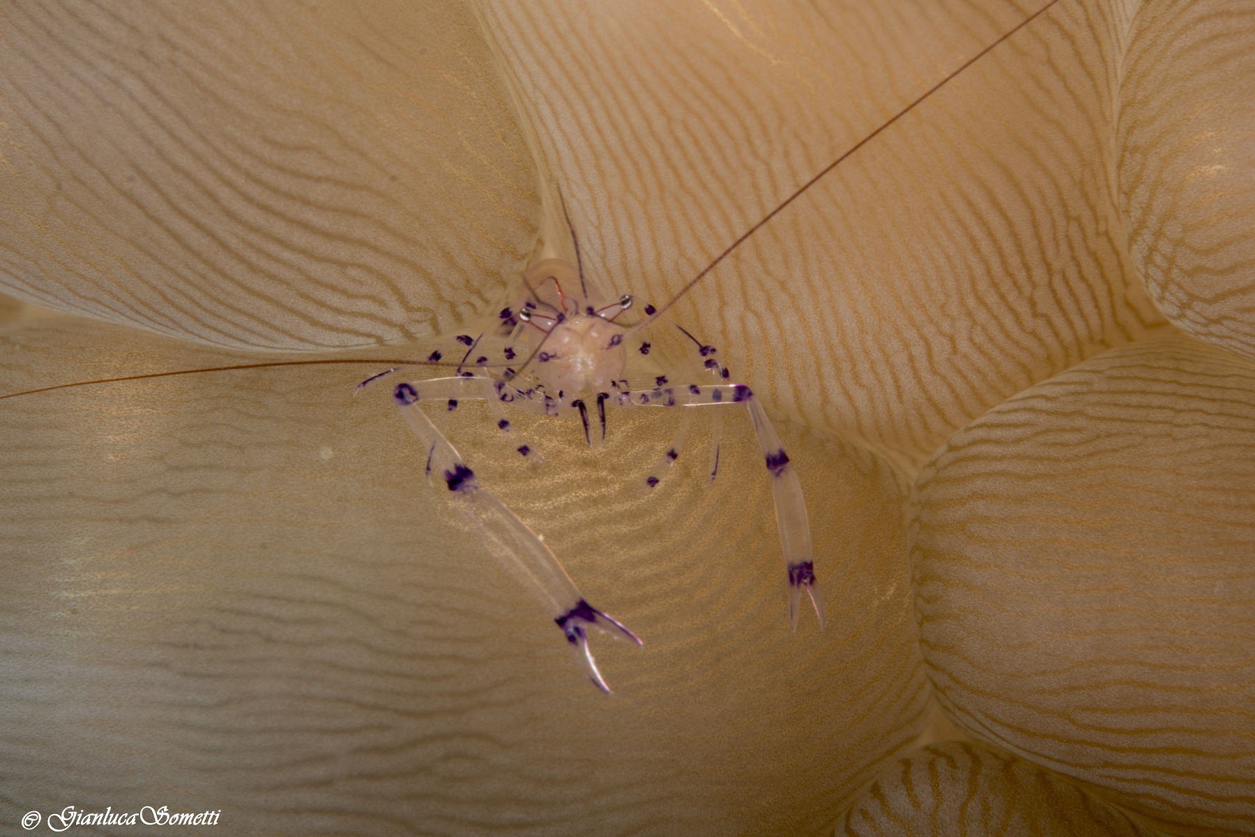 Bubble coral shrimp