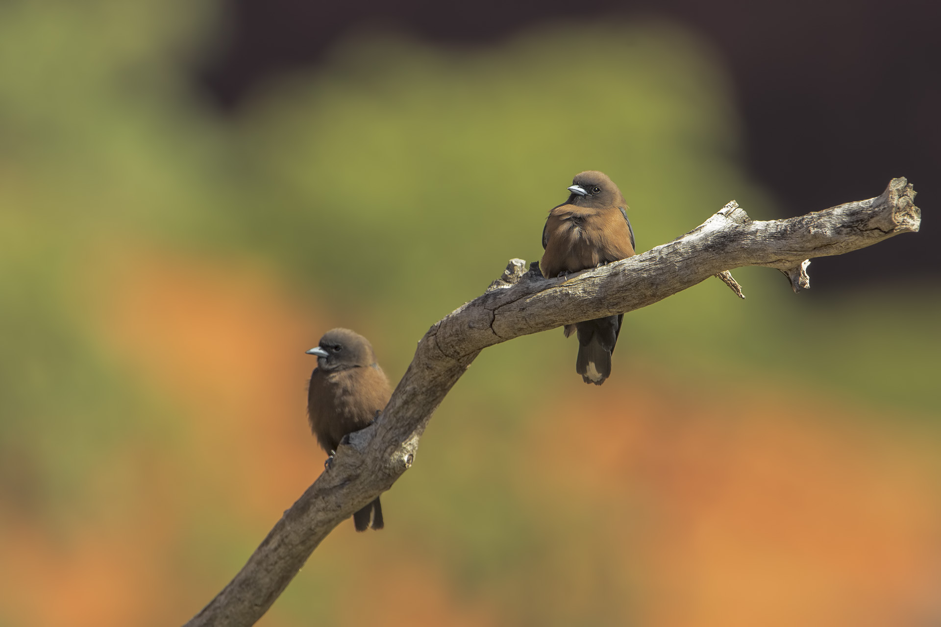 Artamus minor (Rondine boschereccia minore)