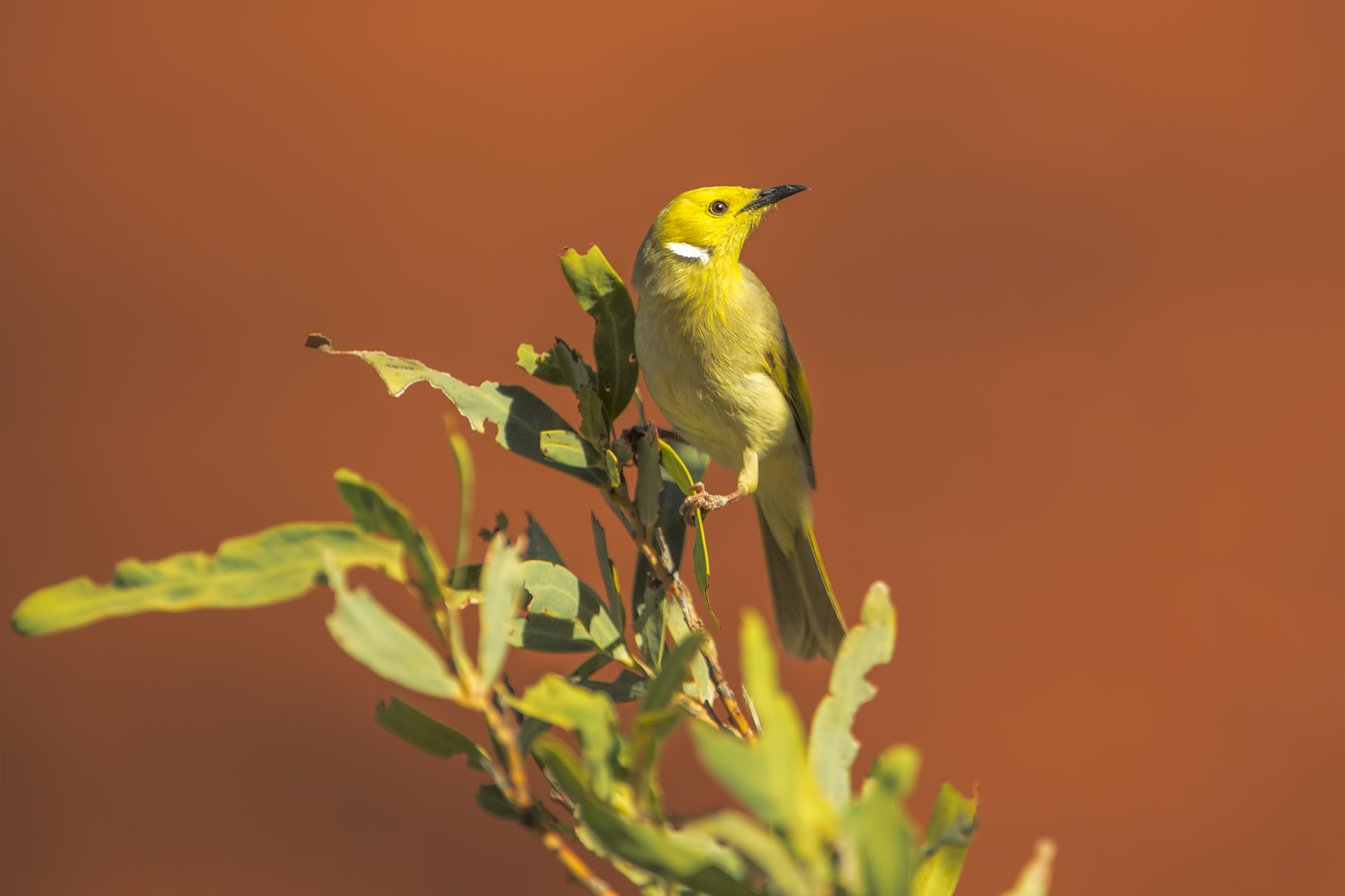 Lichenostomus penicillatus (Suxiamite piumebianche)