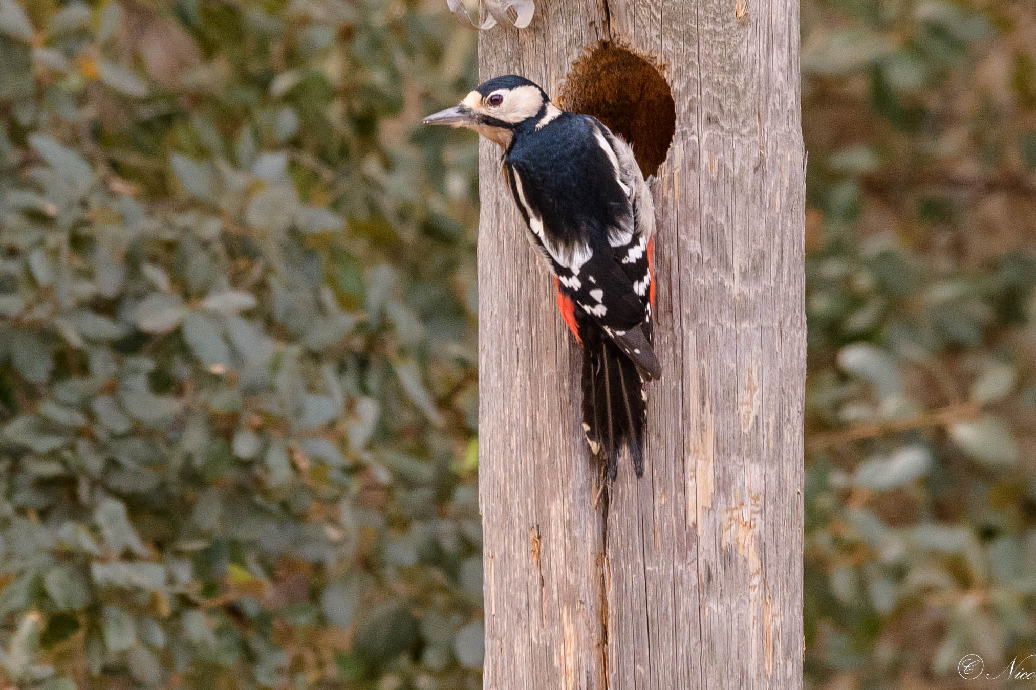 If it falls it is not my fault