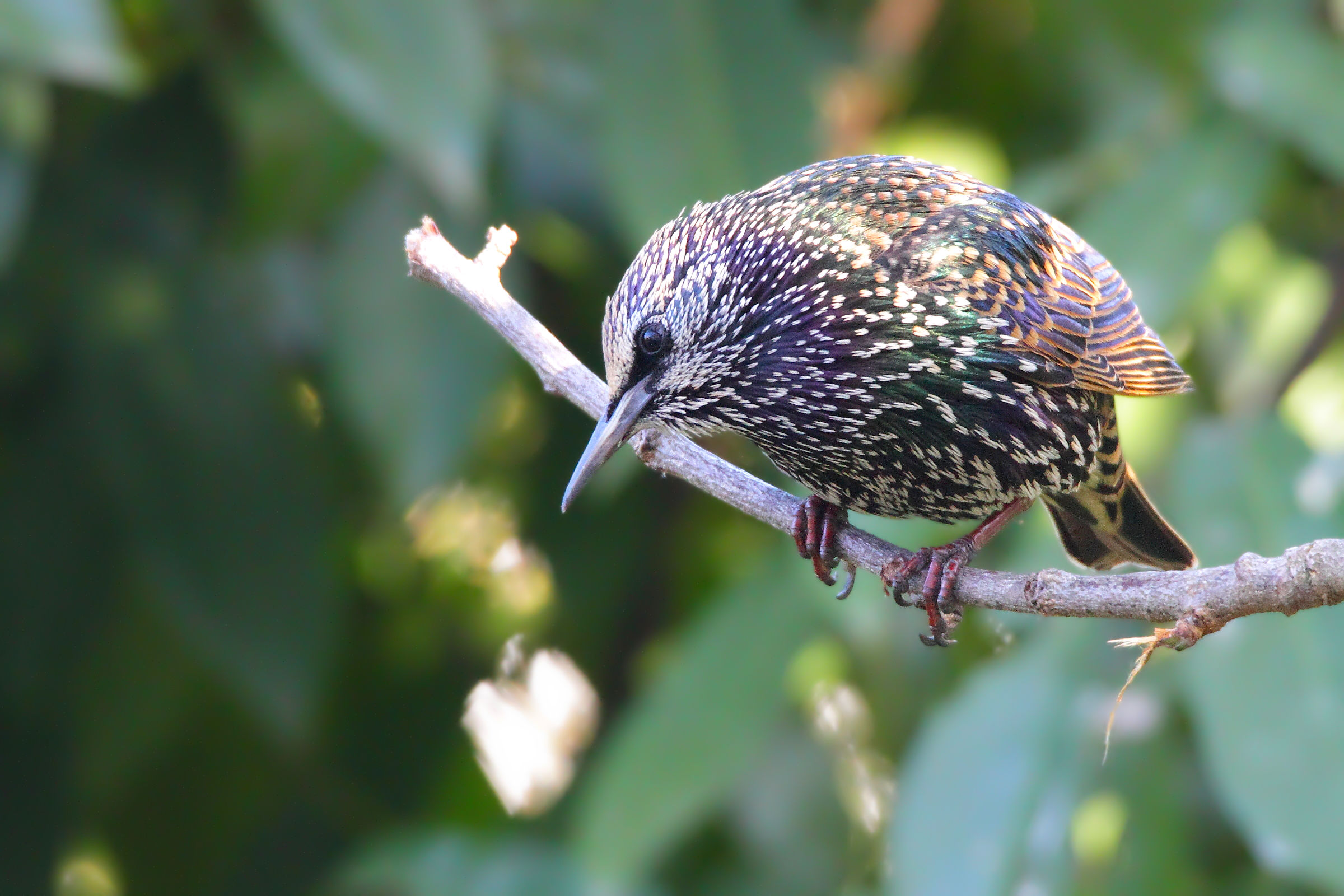 The many colors of the Storno