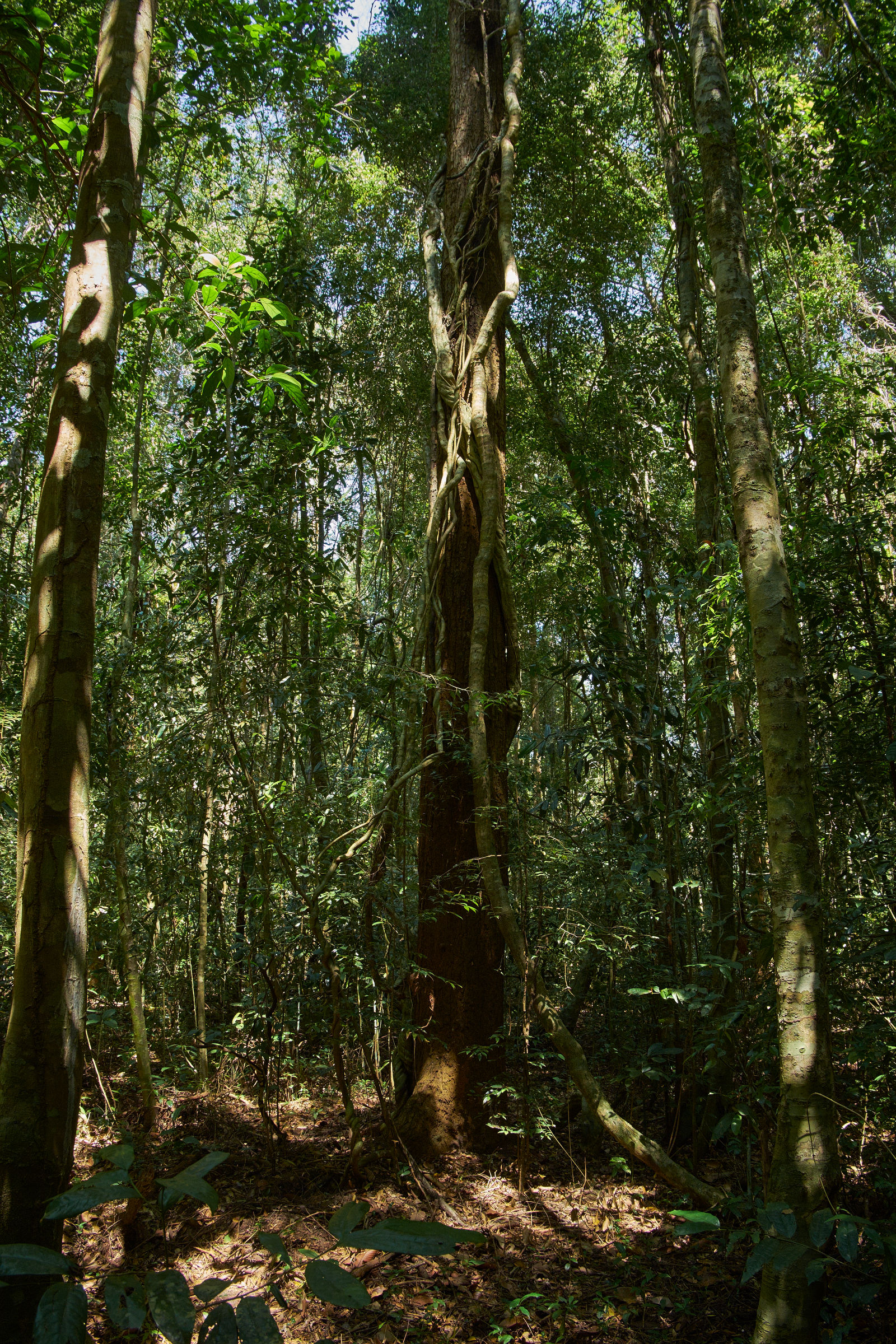 Welcome to the jungle