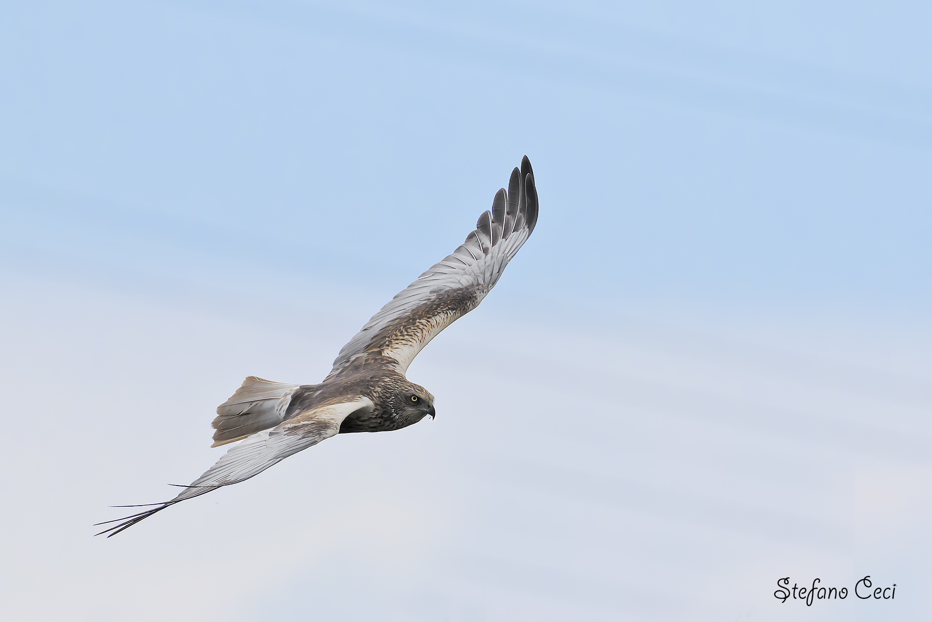 Falco di palude maschio