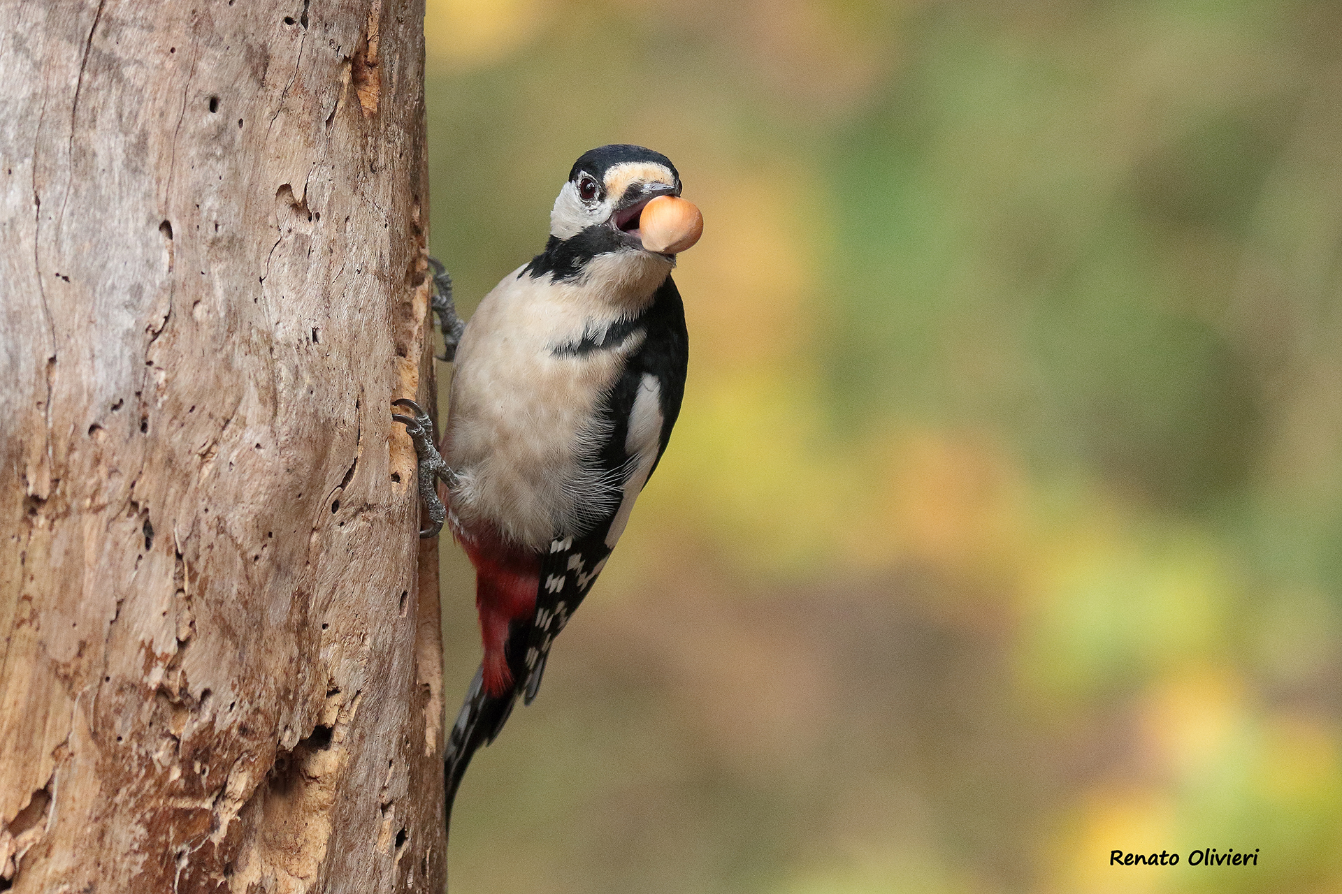 Spotty woodpecker